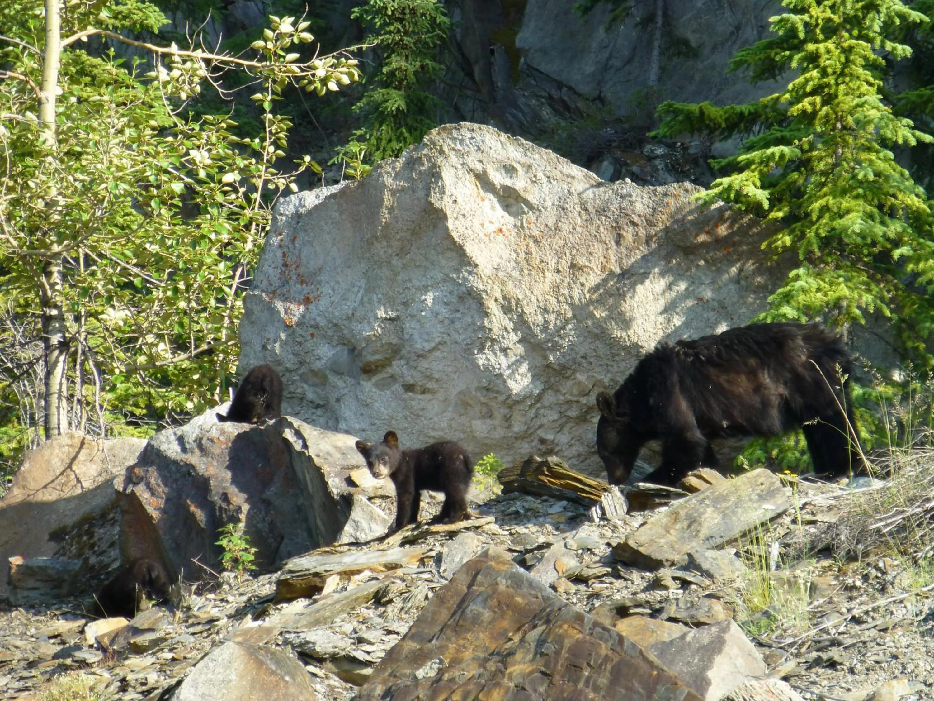 Animals in Mica Mountain Lodge & Log Cabins