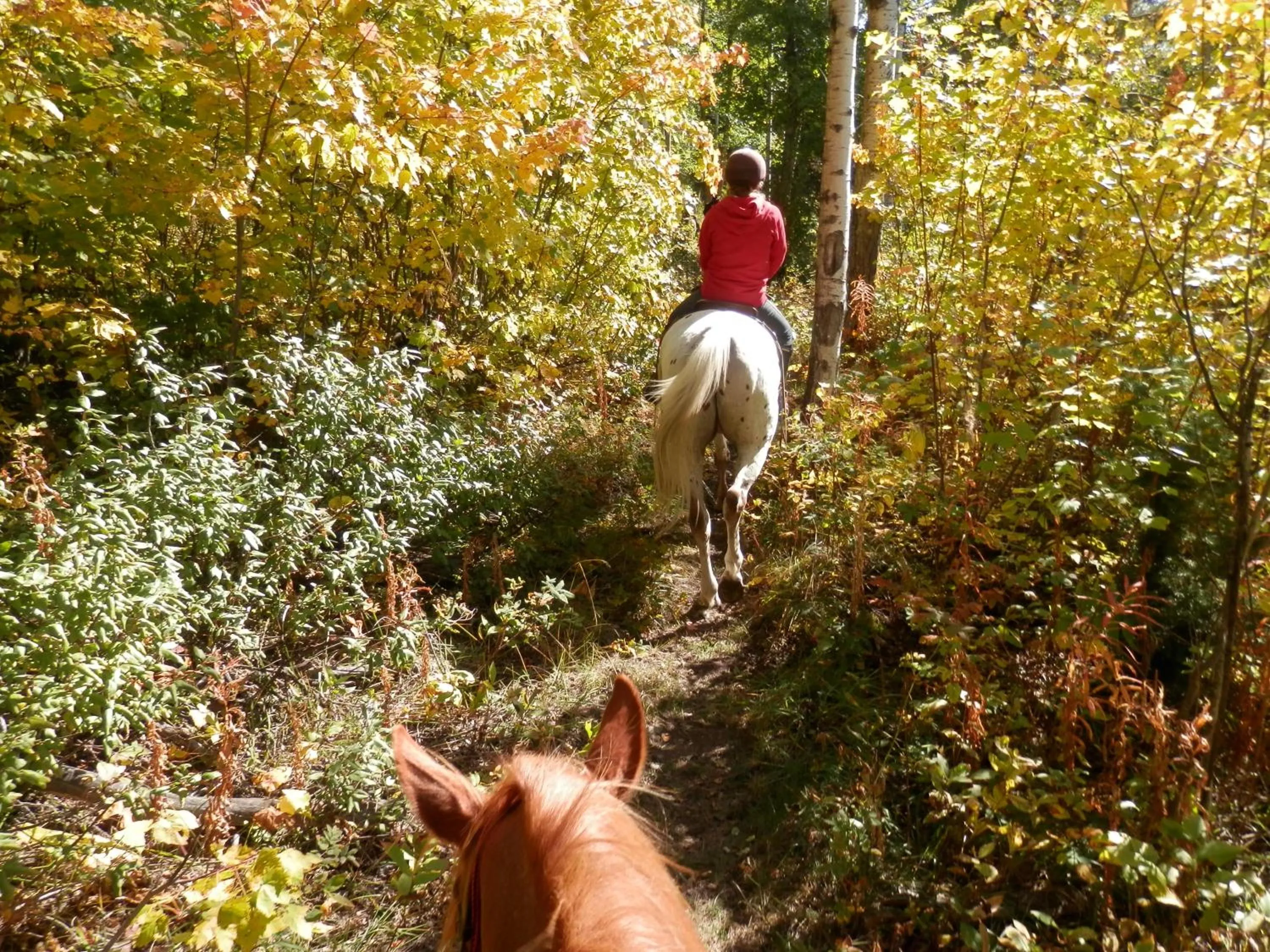 Horse-riding in Mica Mountain Lodge & Log Cabins