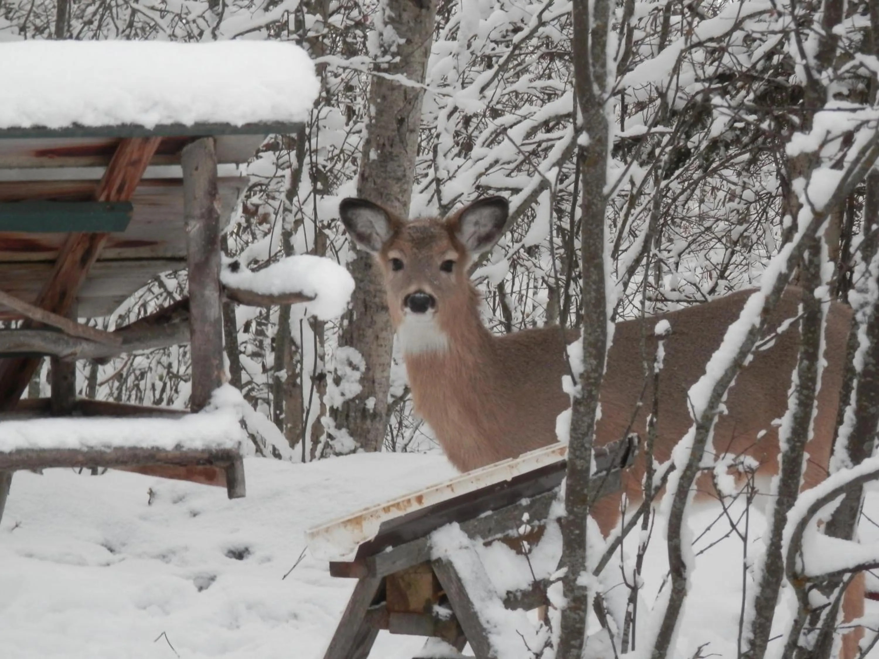 Winter in Mica Mountain Lodge & Log Cabins