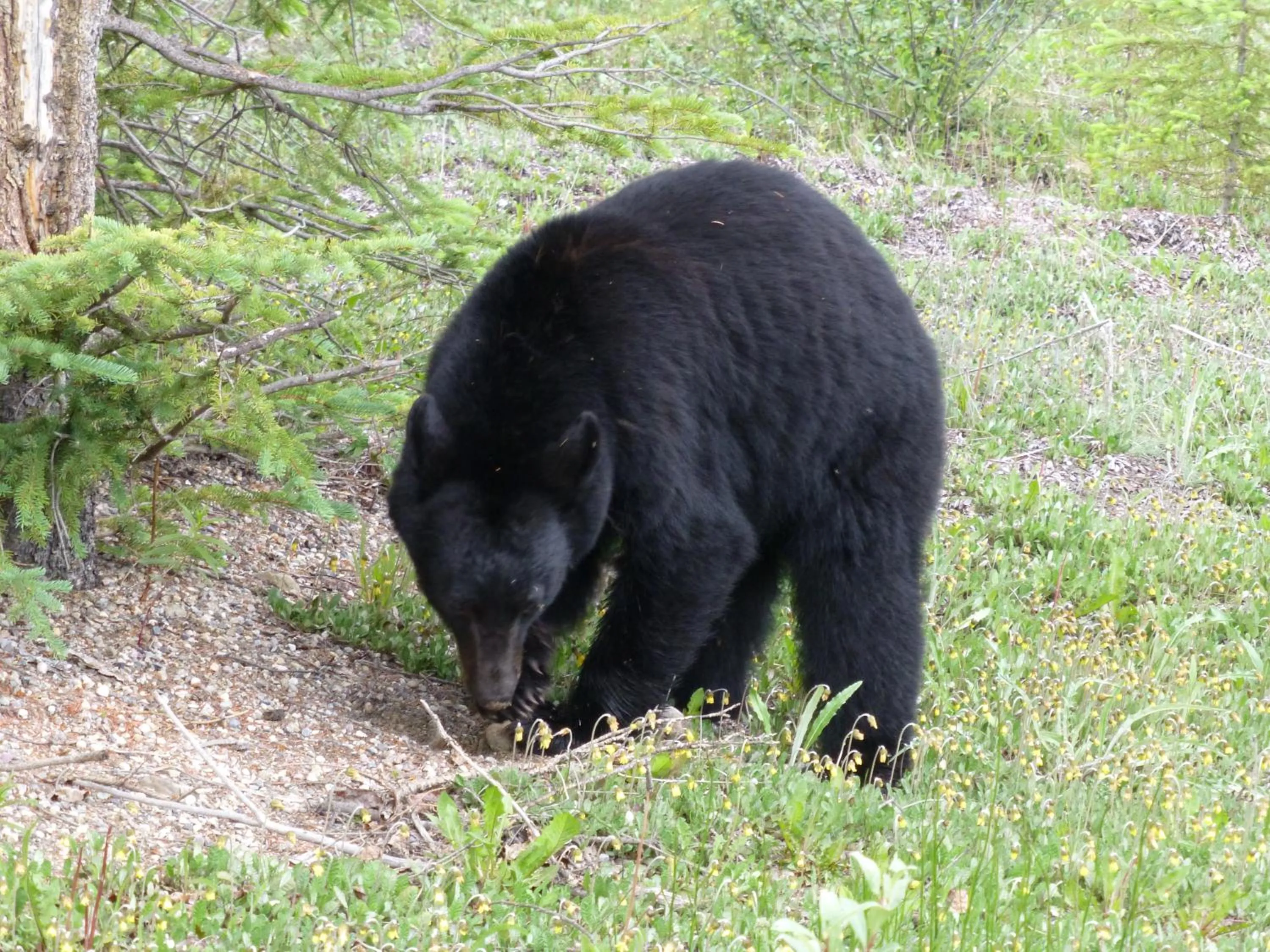 Animals in Mica Mountain Lodge & Log Cabins