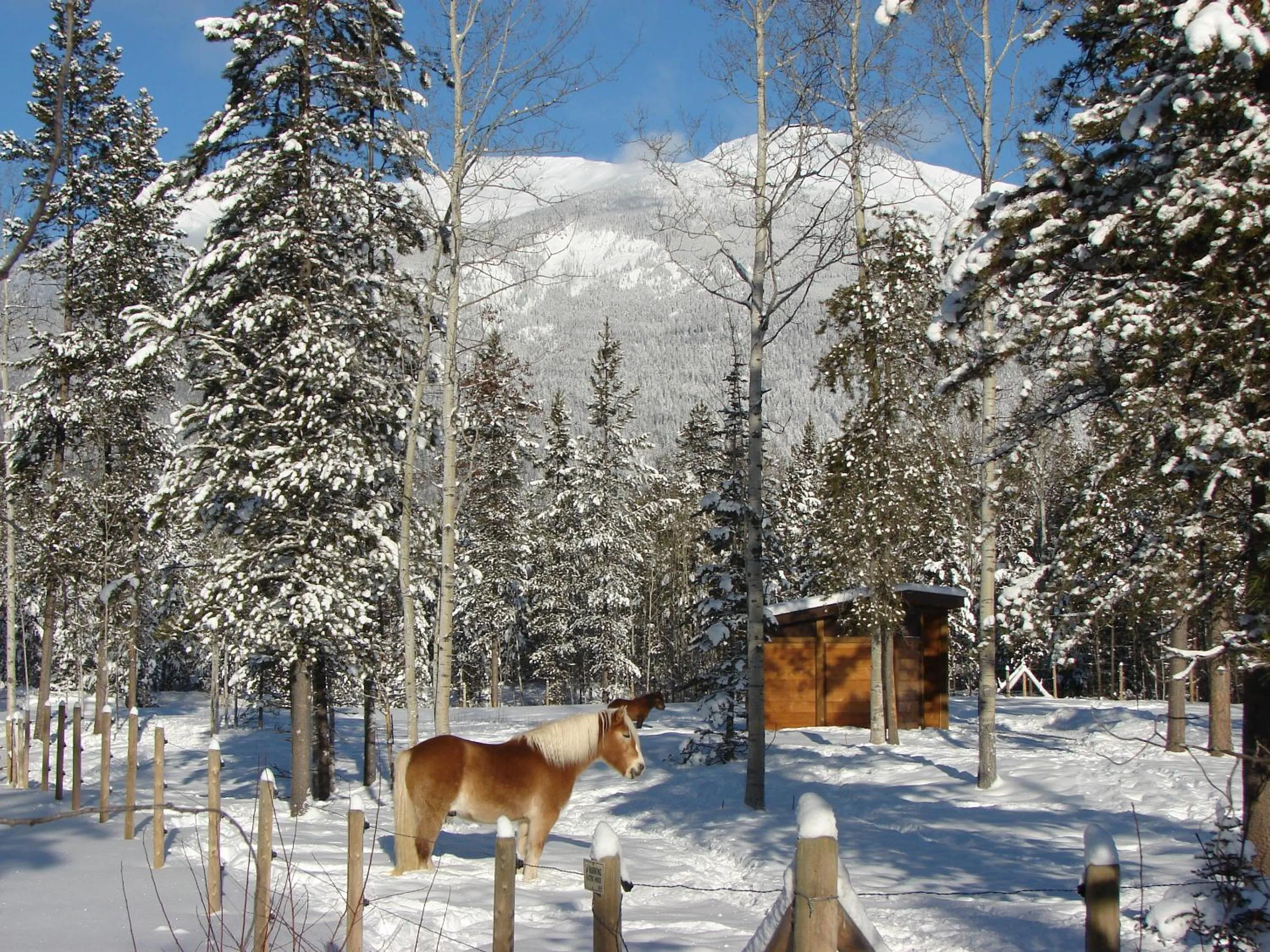 Winter in Mica Mountain Lodge & Log Cabins