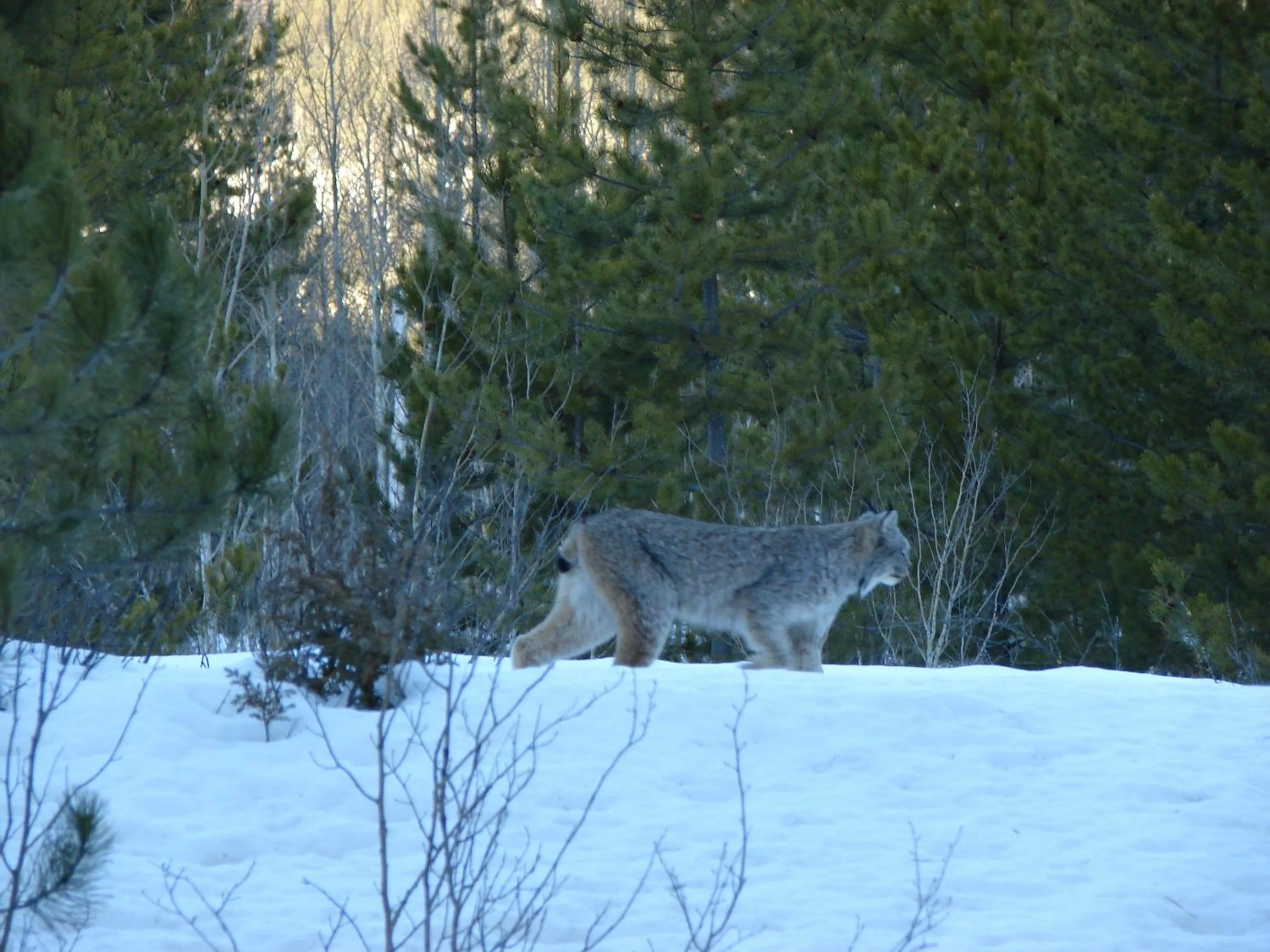 Animals in Mica Mountain Lodge & Log Cabins