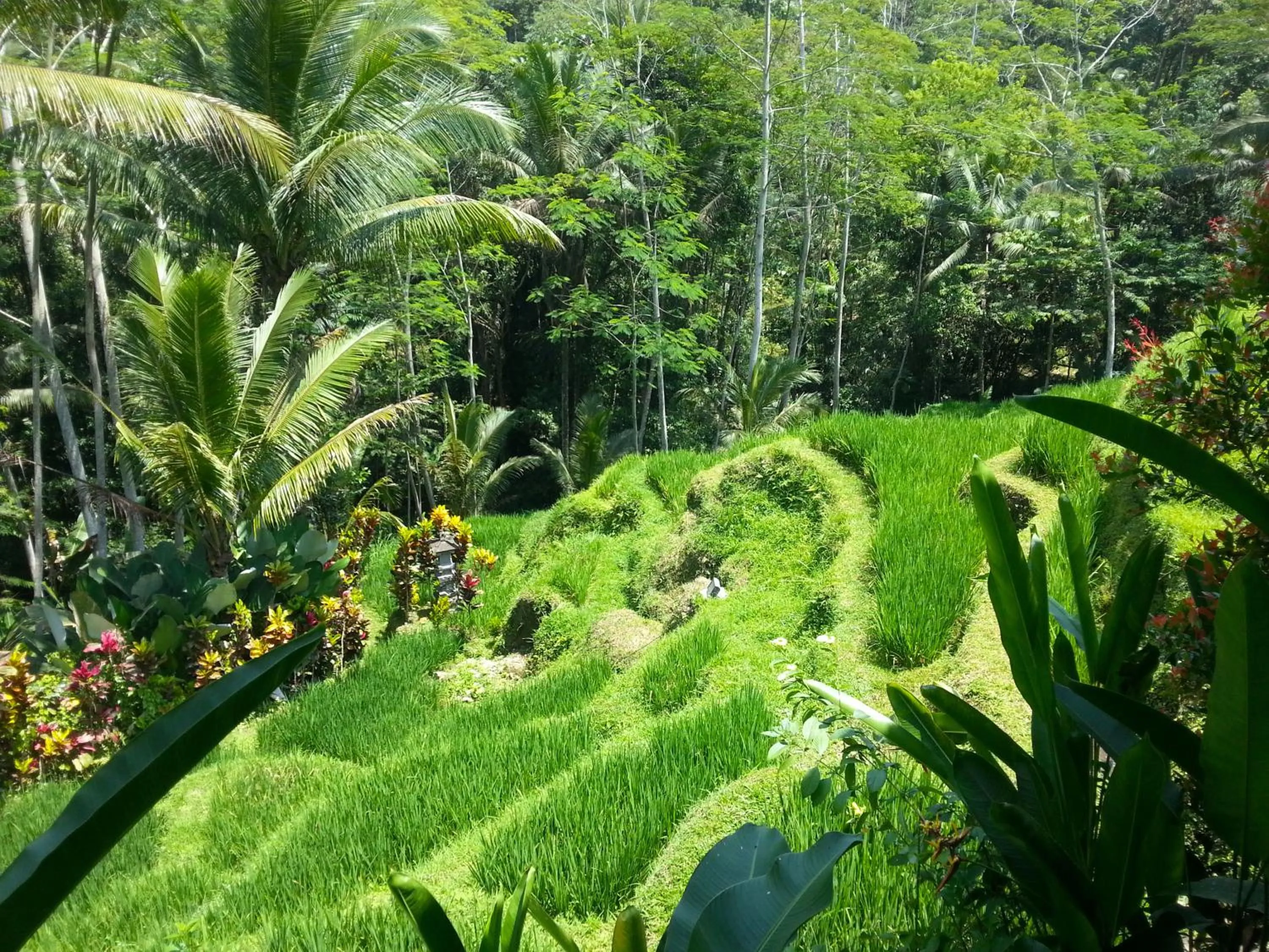 Garden in Villa Amrita