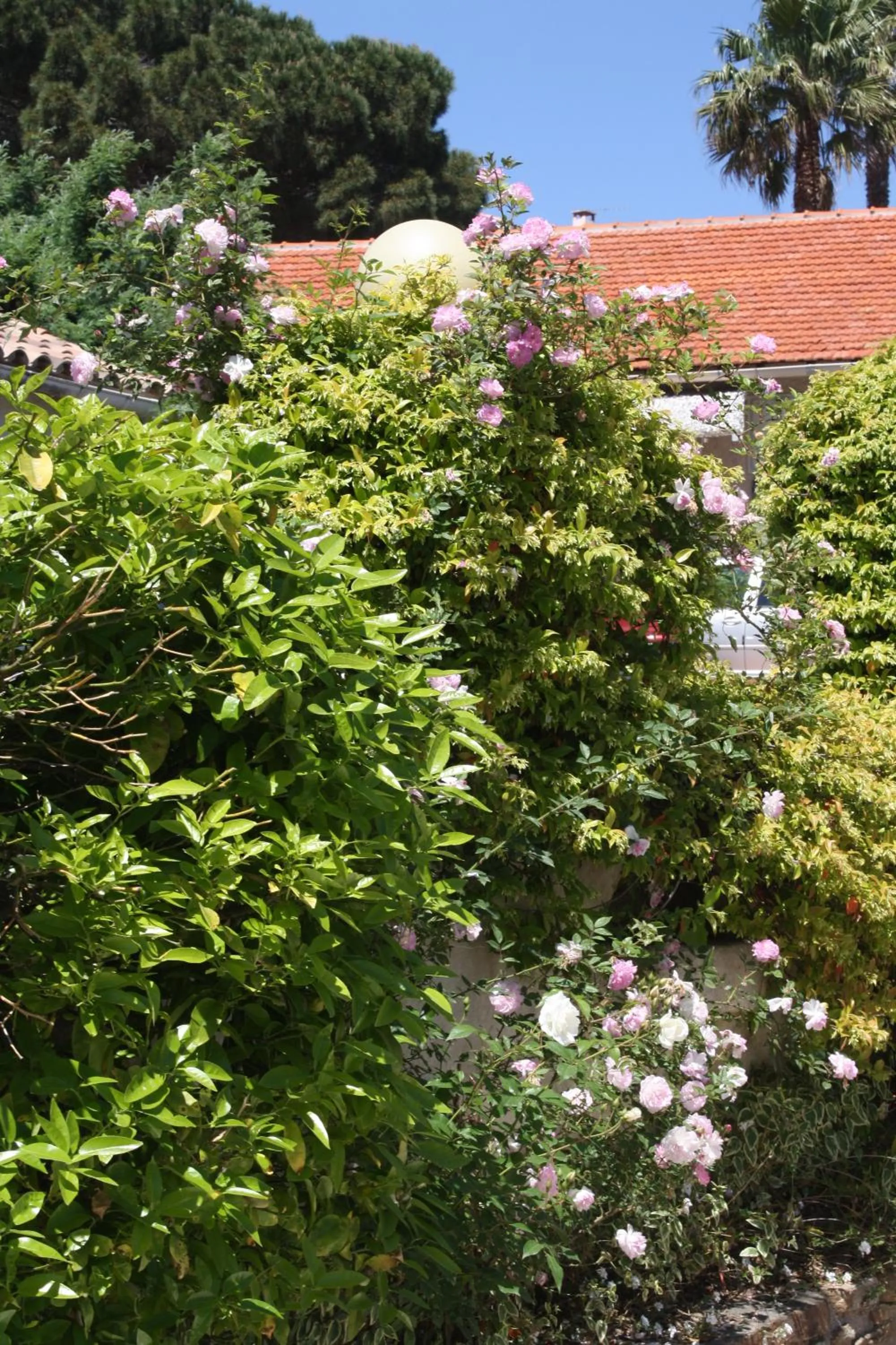 Garden in Hotel La Bienvenue