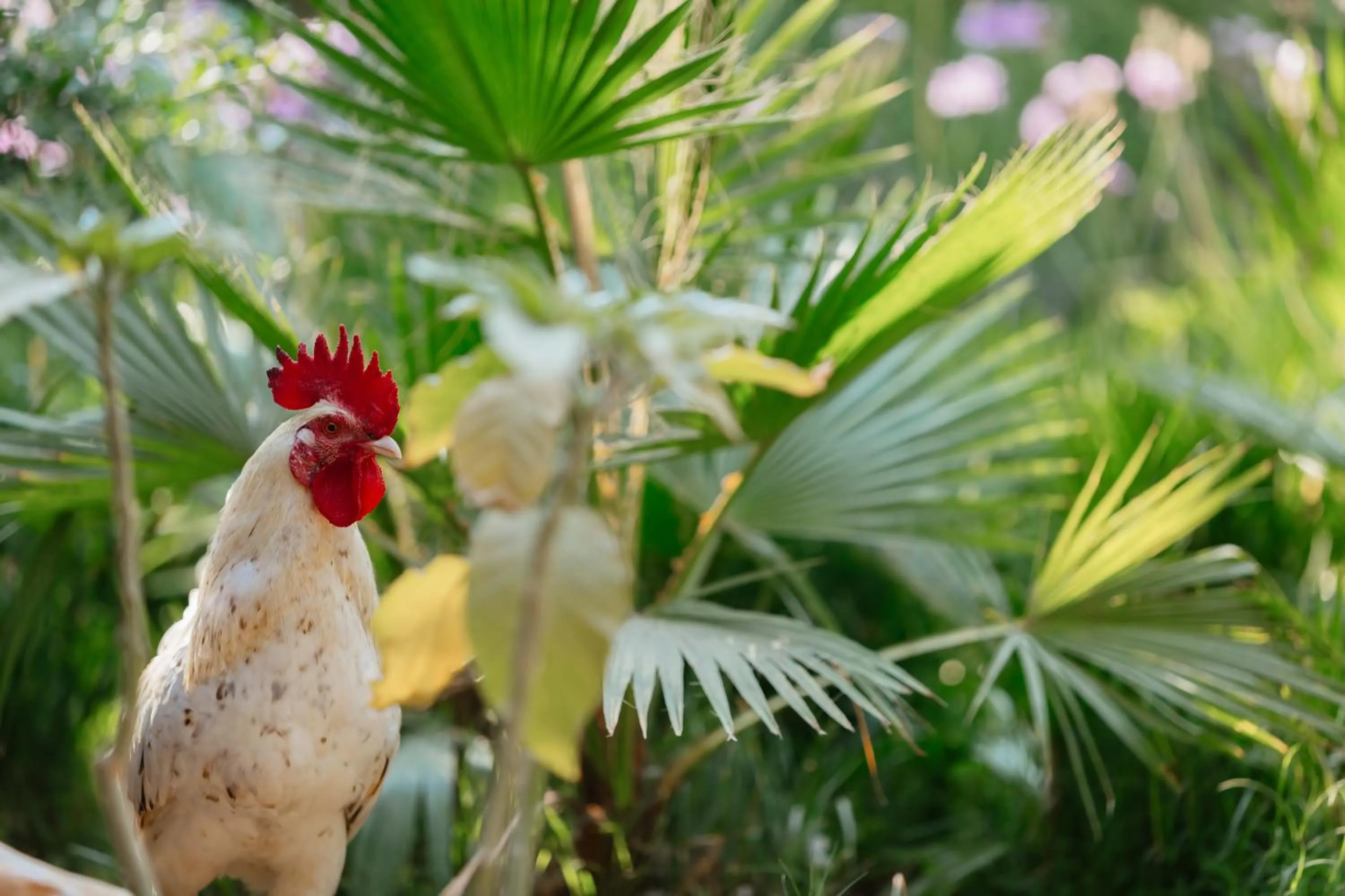 Animals in Olympos Lodge