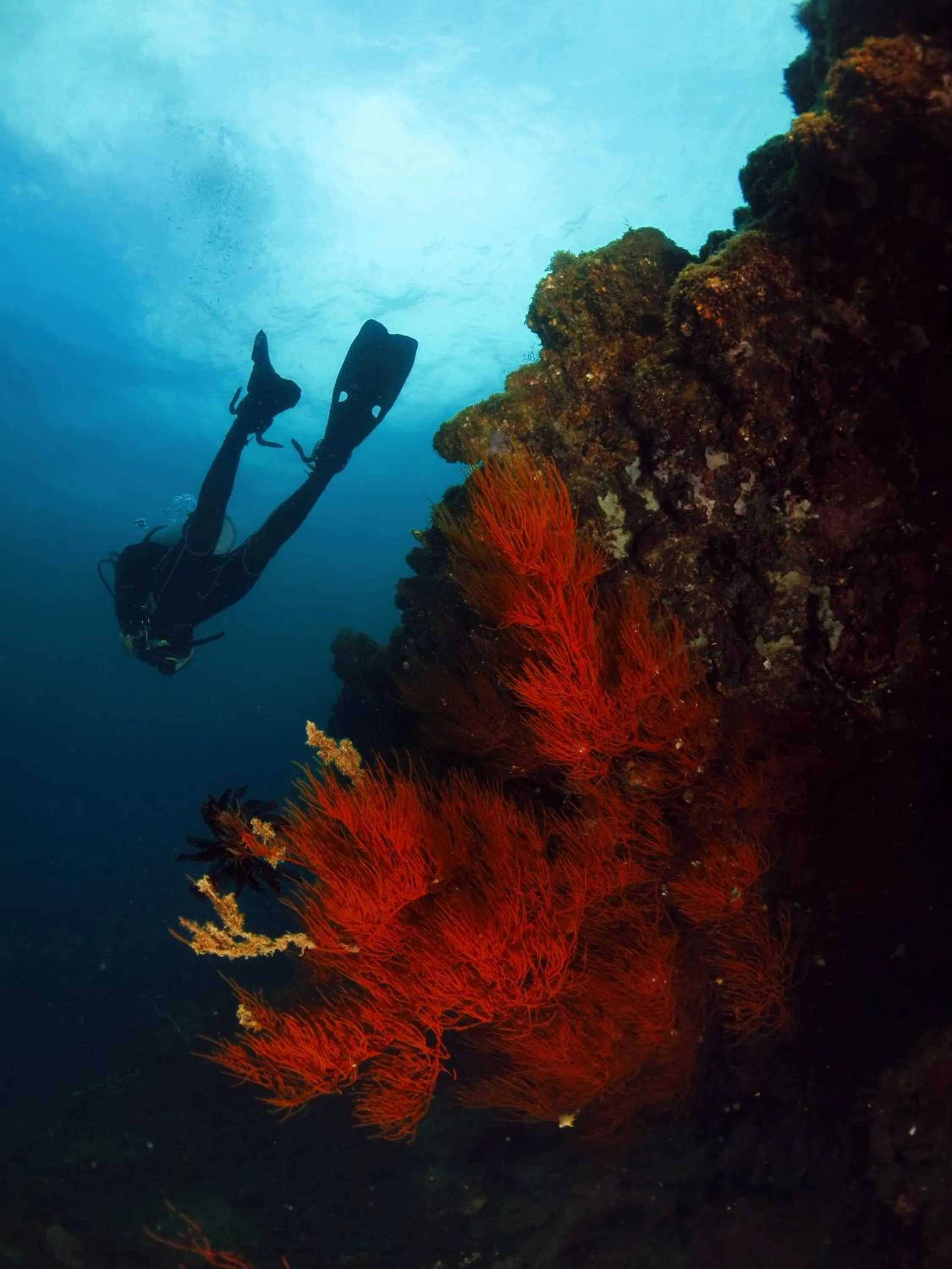 Diving in Poni Homestay