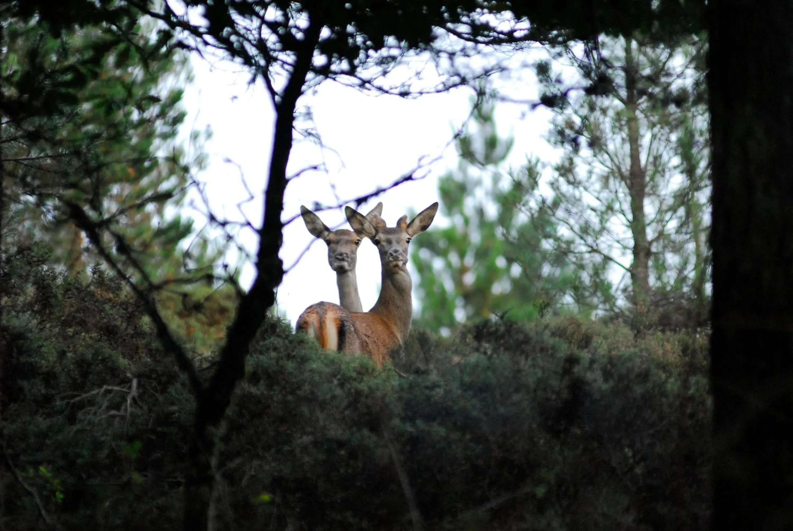 Natural landscape in Palacio da Lousa Boutique Hotel