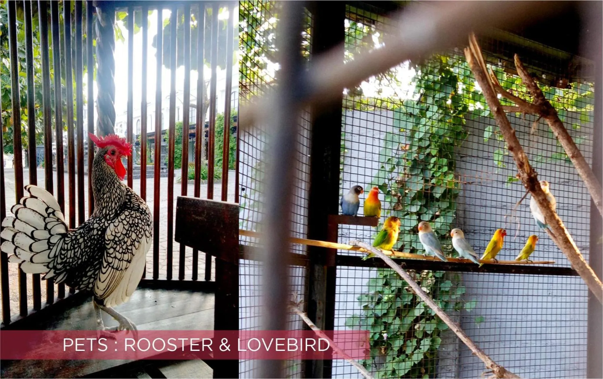 Animals in Ramada Suites By Wyndham Solo