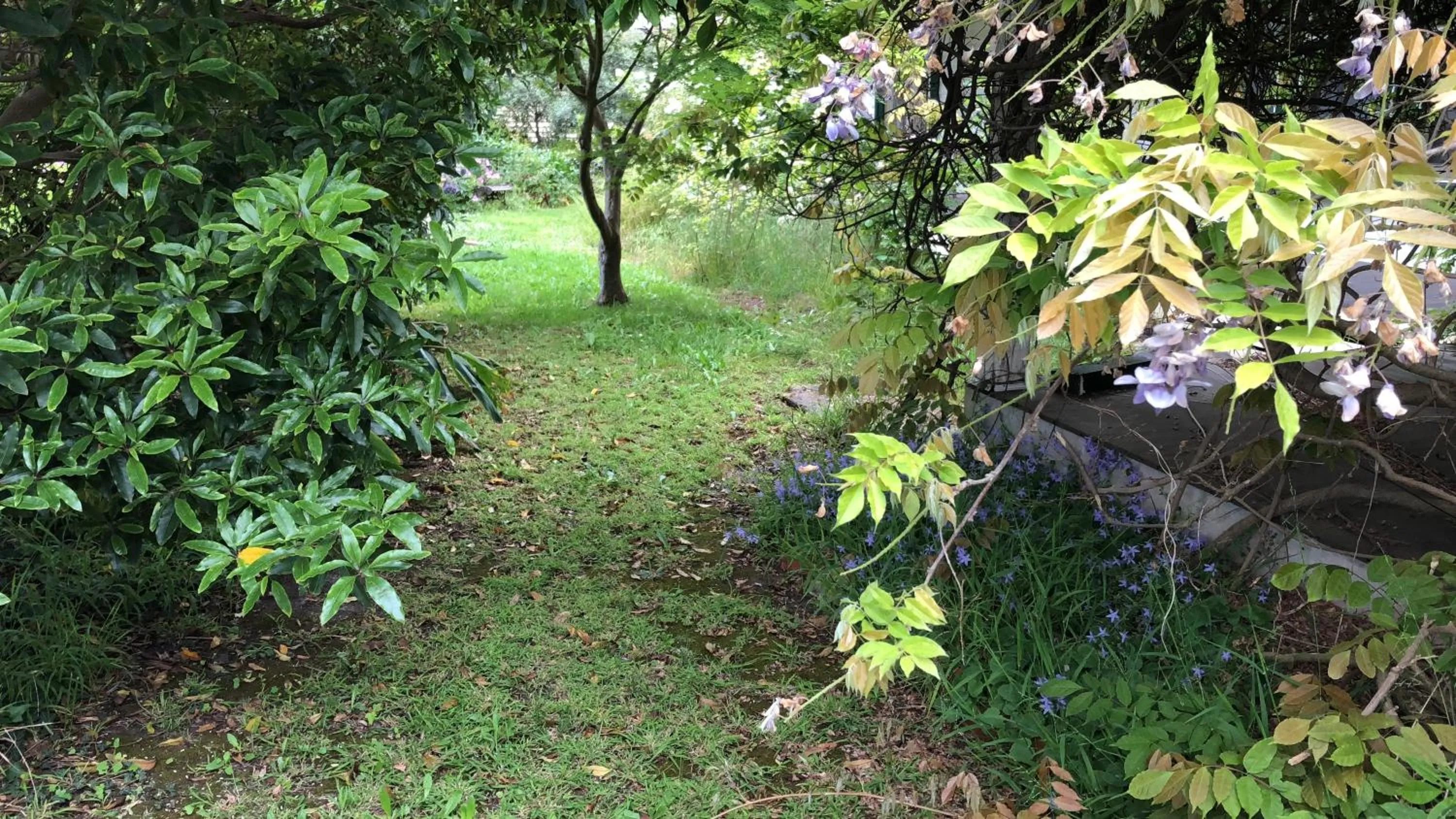 Garden in Lorelei Bed & Breakfast