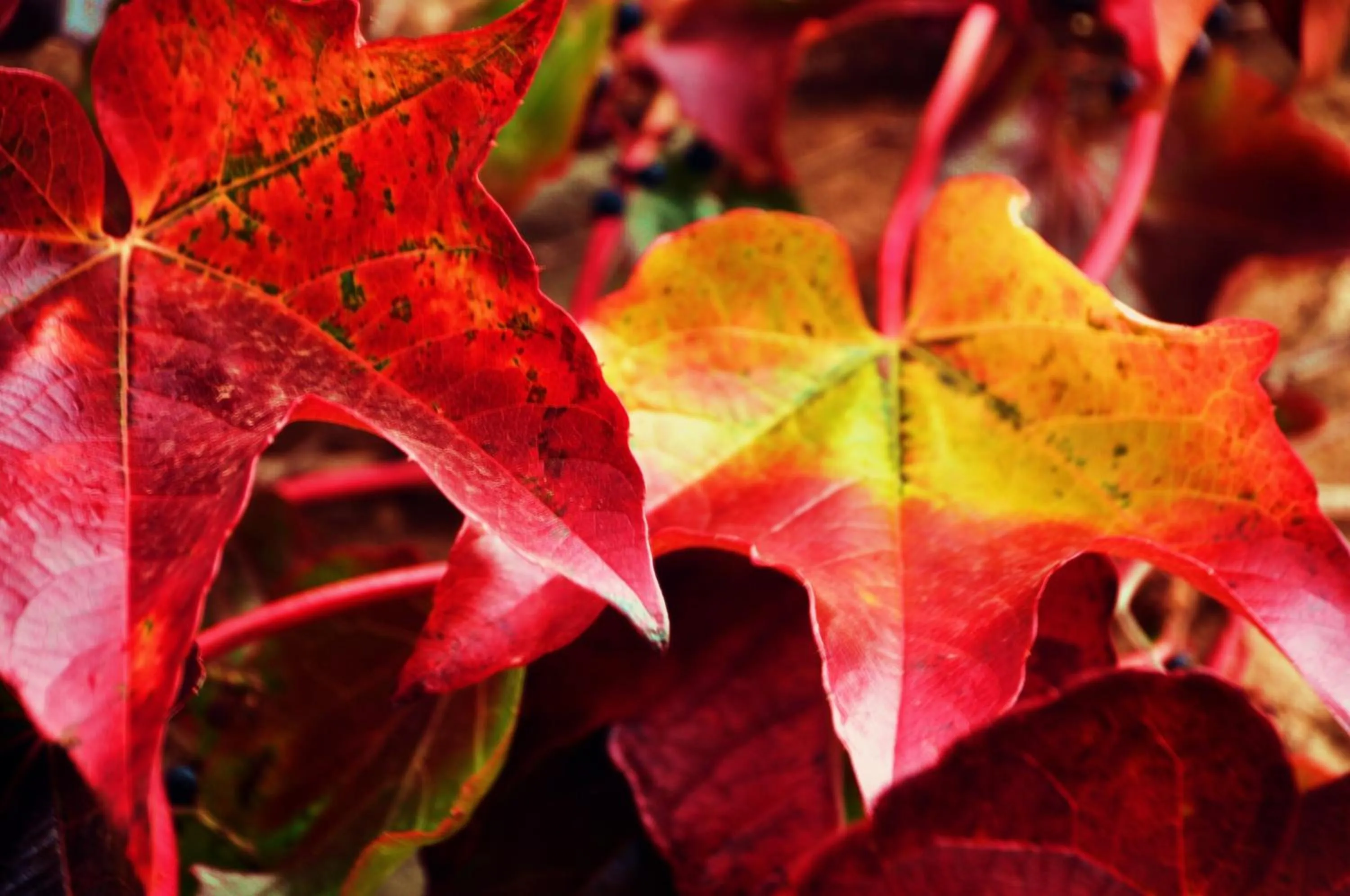 Garden view in El Bosque de La Anjana