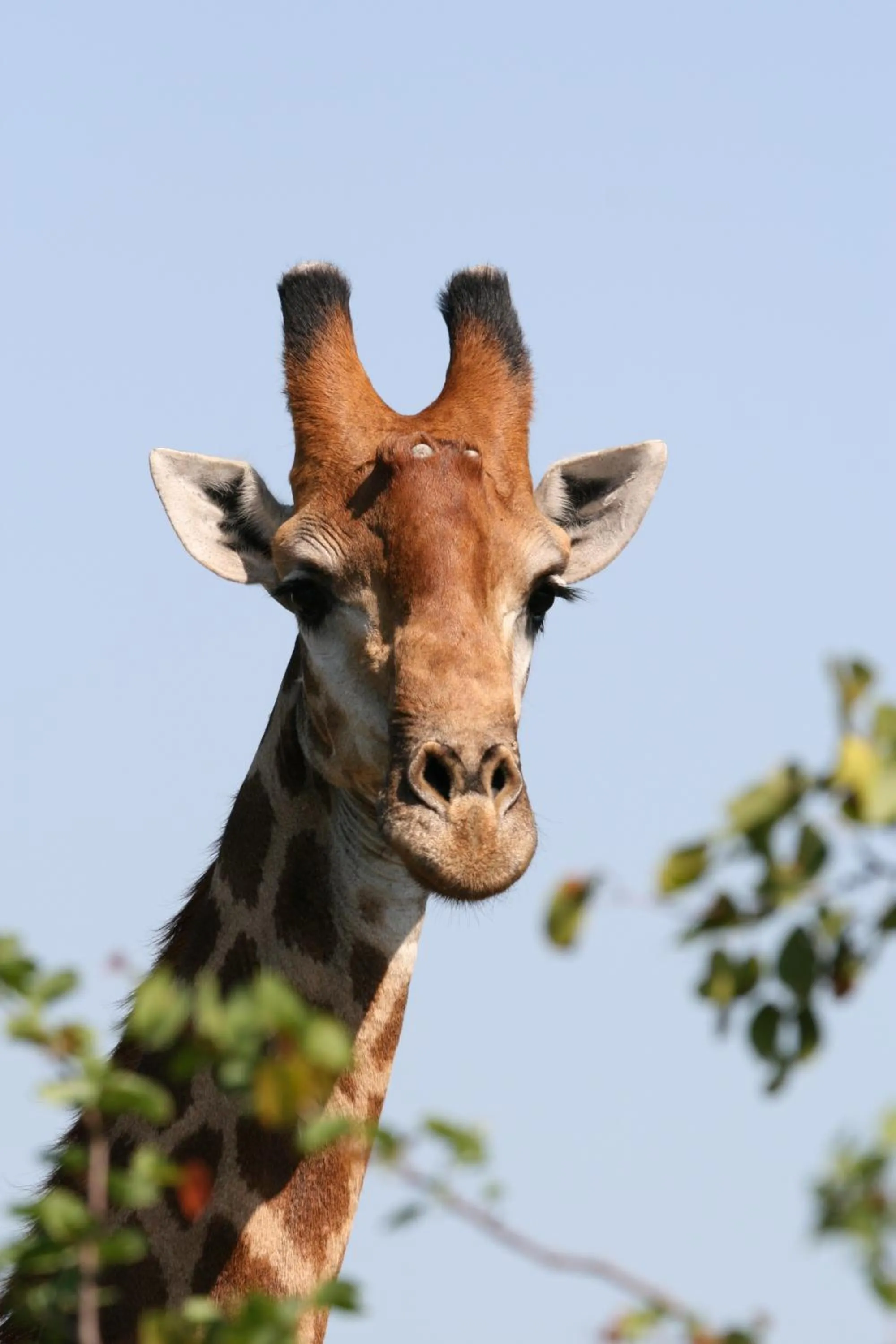 Animals in Parsons Hilltop Safari Camp