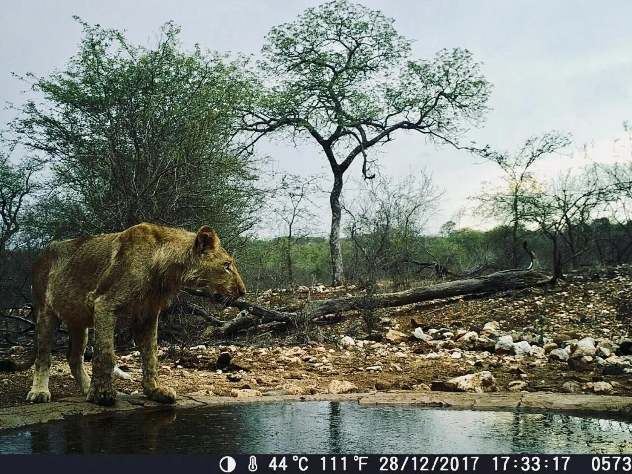 Animals in Parsons Hilltop Safari Camp