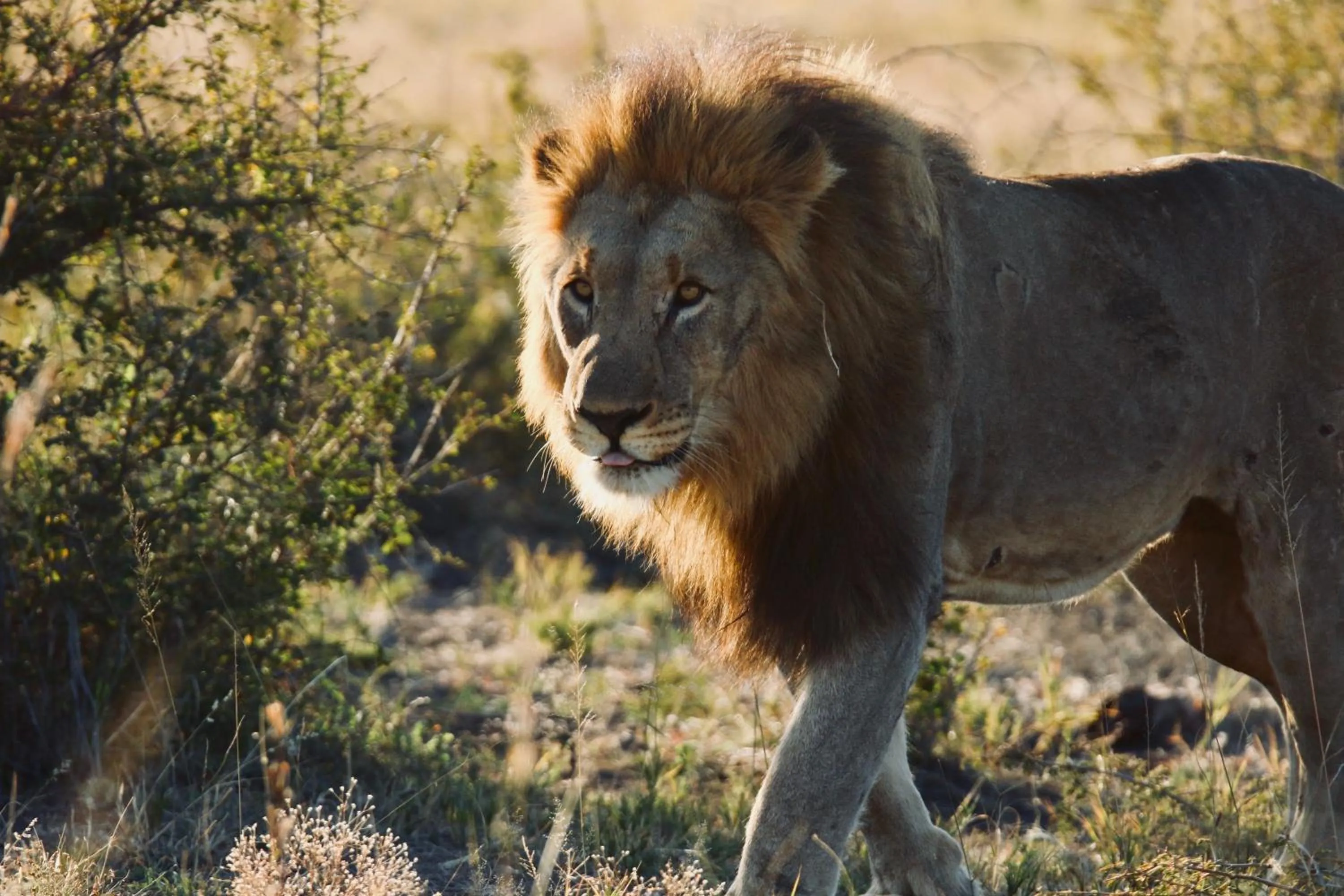 Food in Parsons Hilltop Safari Camp