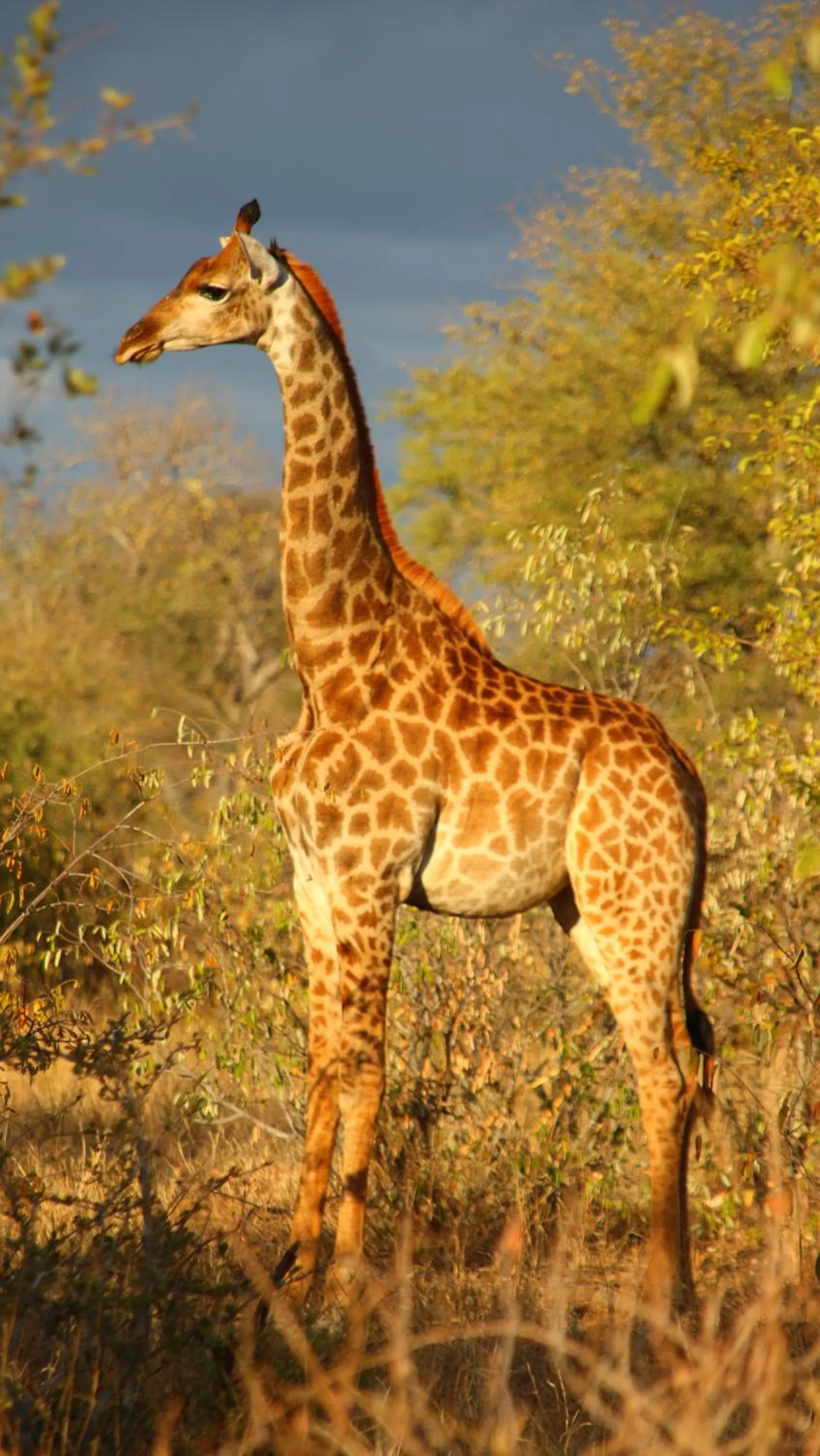 Animals in Parsons Hilltop Safari Camp