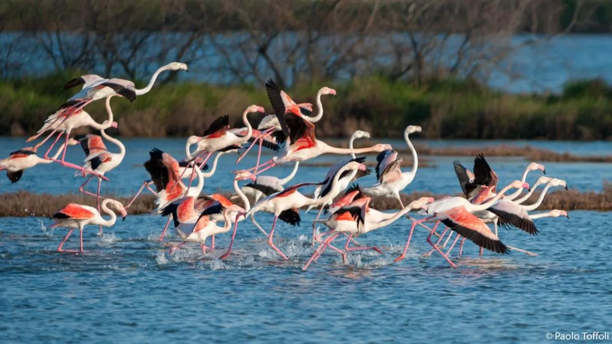 Animals in Junior Family Hotel