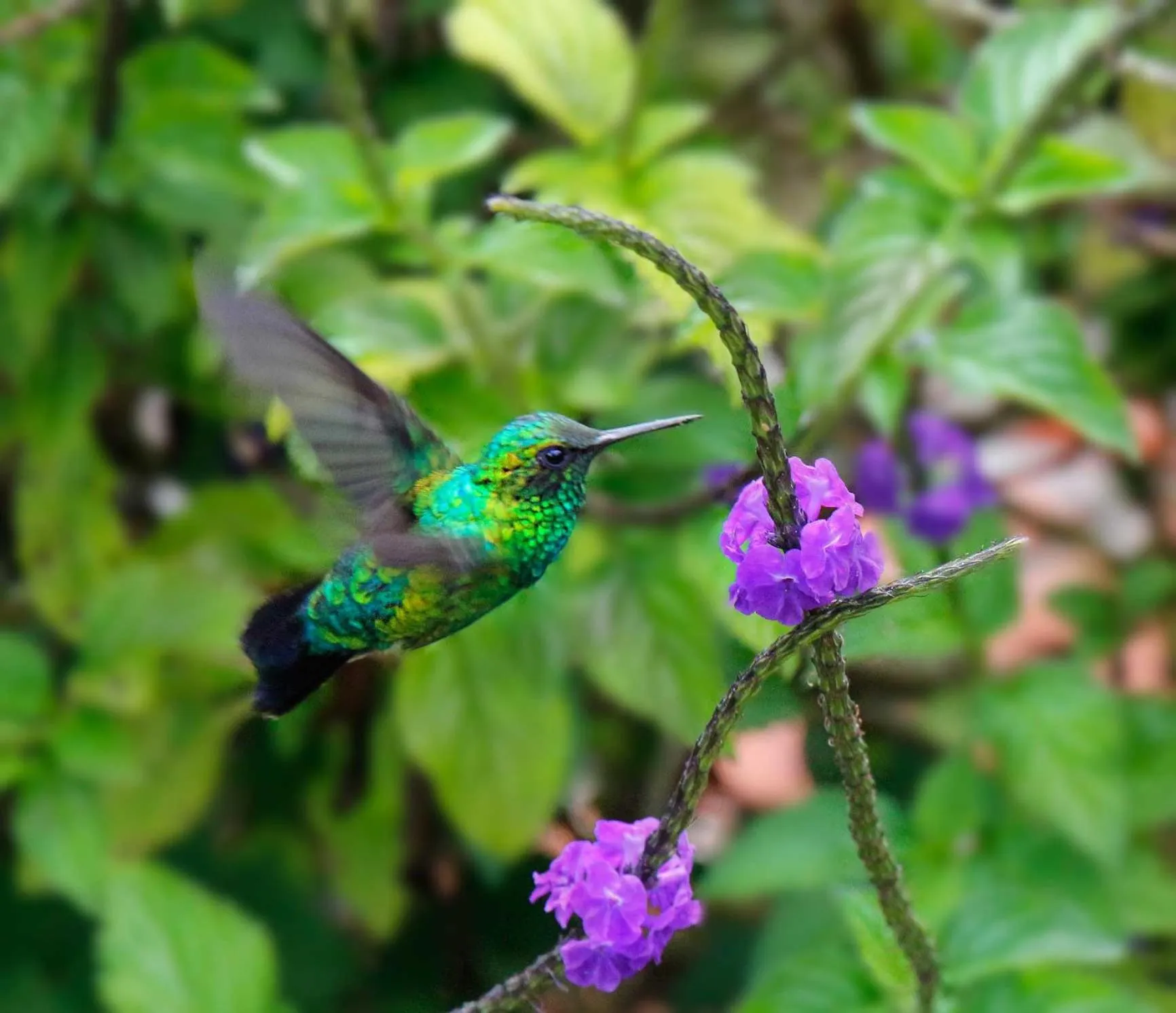Natural landscape in Ecolodge Bahia del Peñón