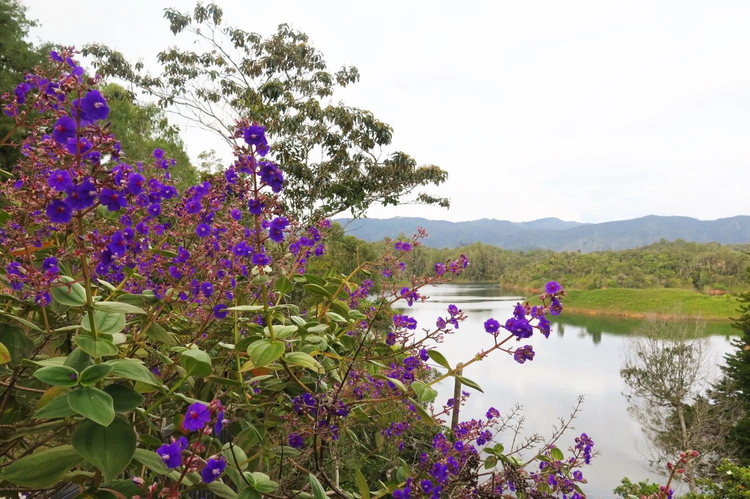 Garden in Ecolodge Bahia del Peñón