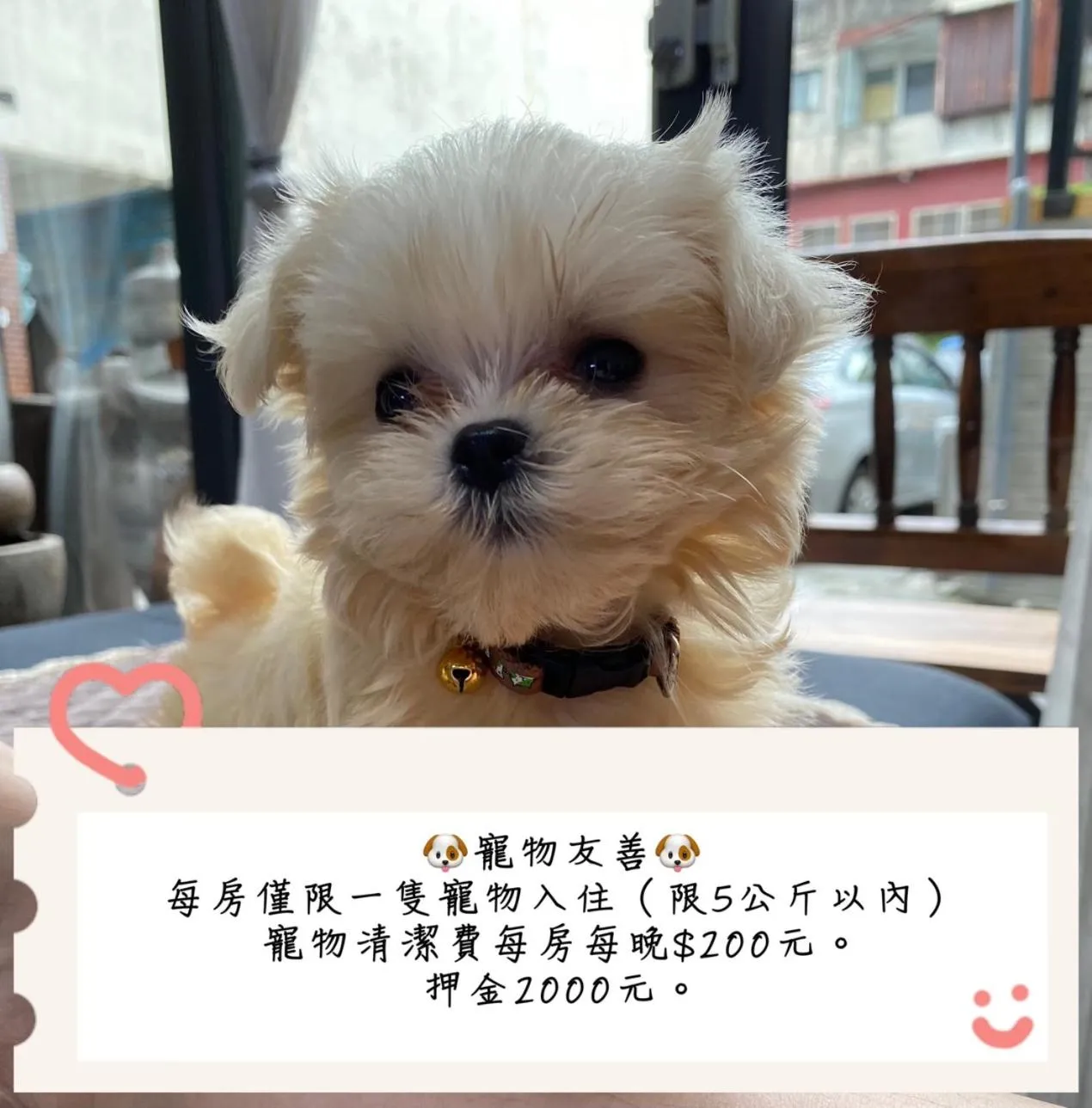 pet friendly in Jinguann B&B