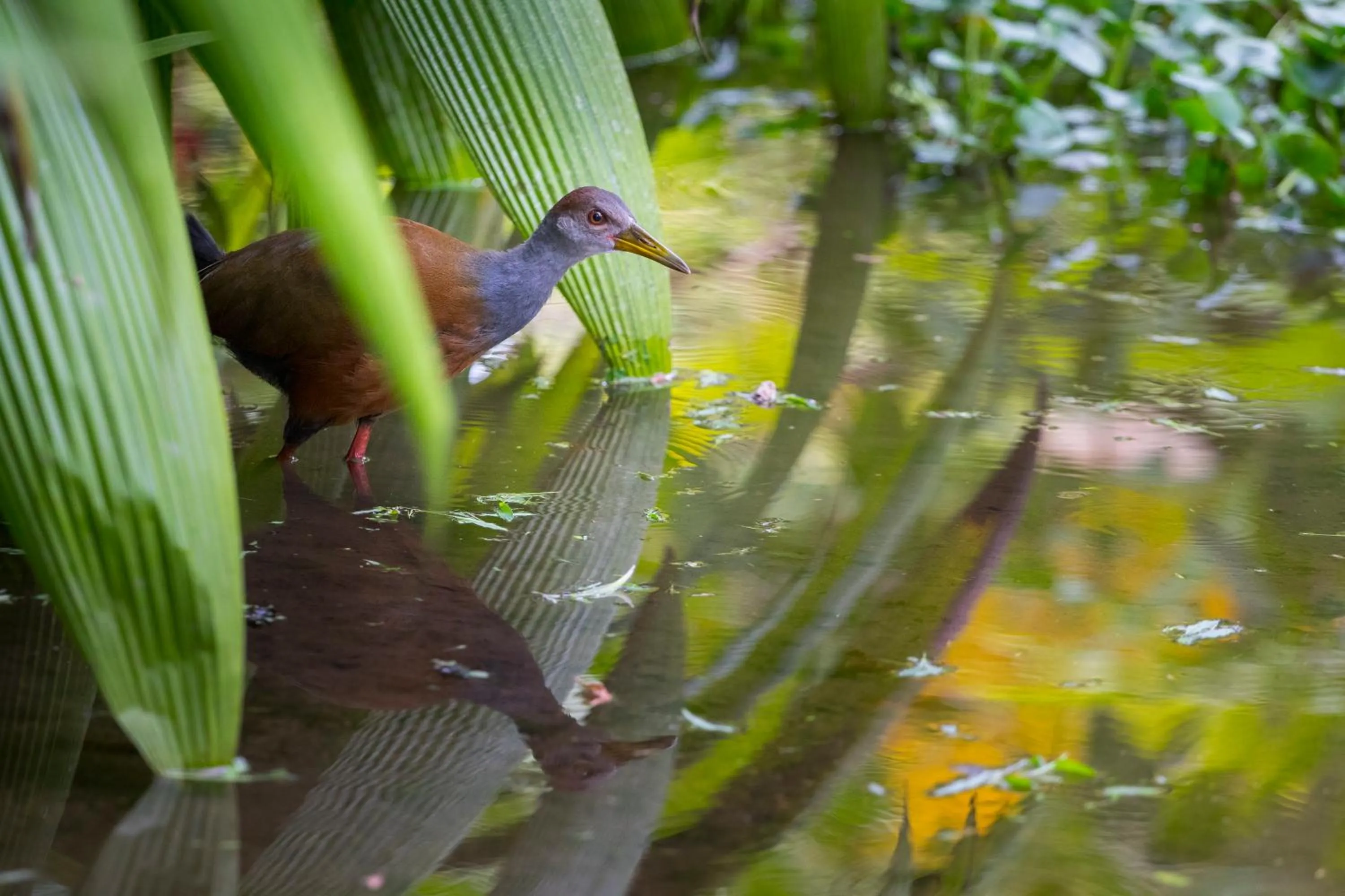 Garden view in Casa Luna Hotel & Spa