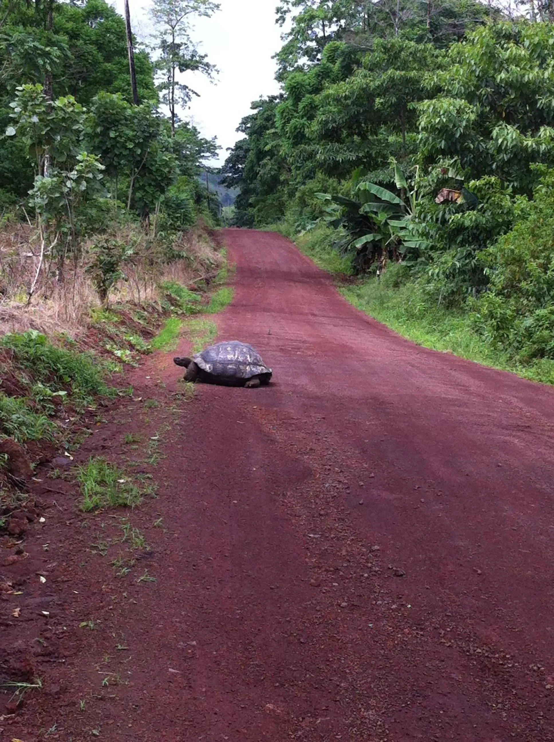 Animals in Galapagos Chalet