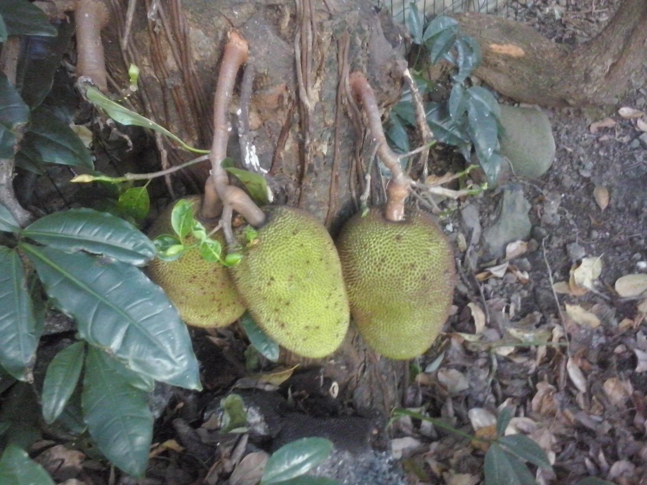 Garden in Villa Des Remparts