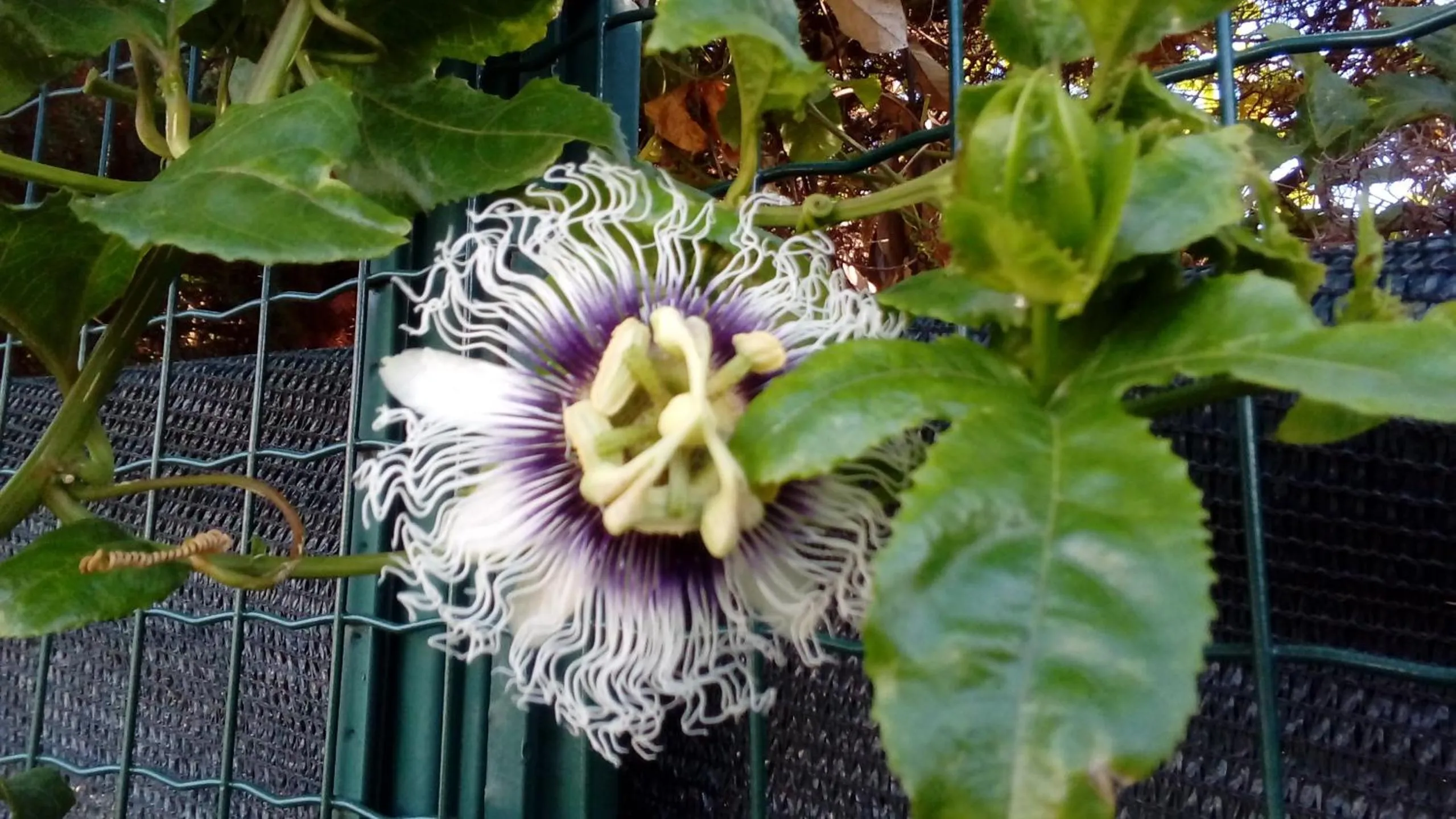 Garden in Villa Des Remparts