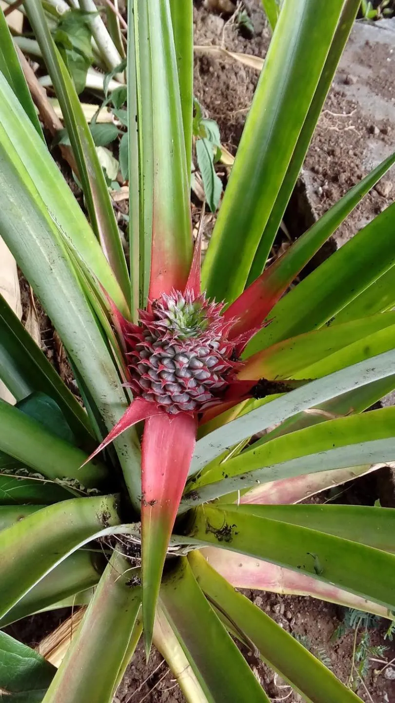 Garden in Villa Des Remparts