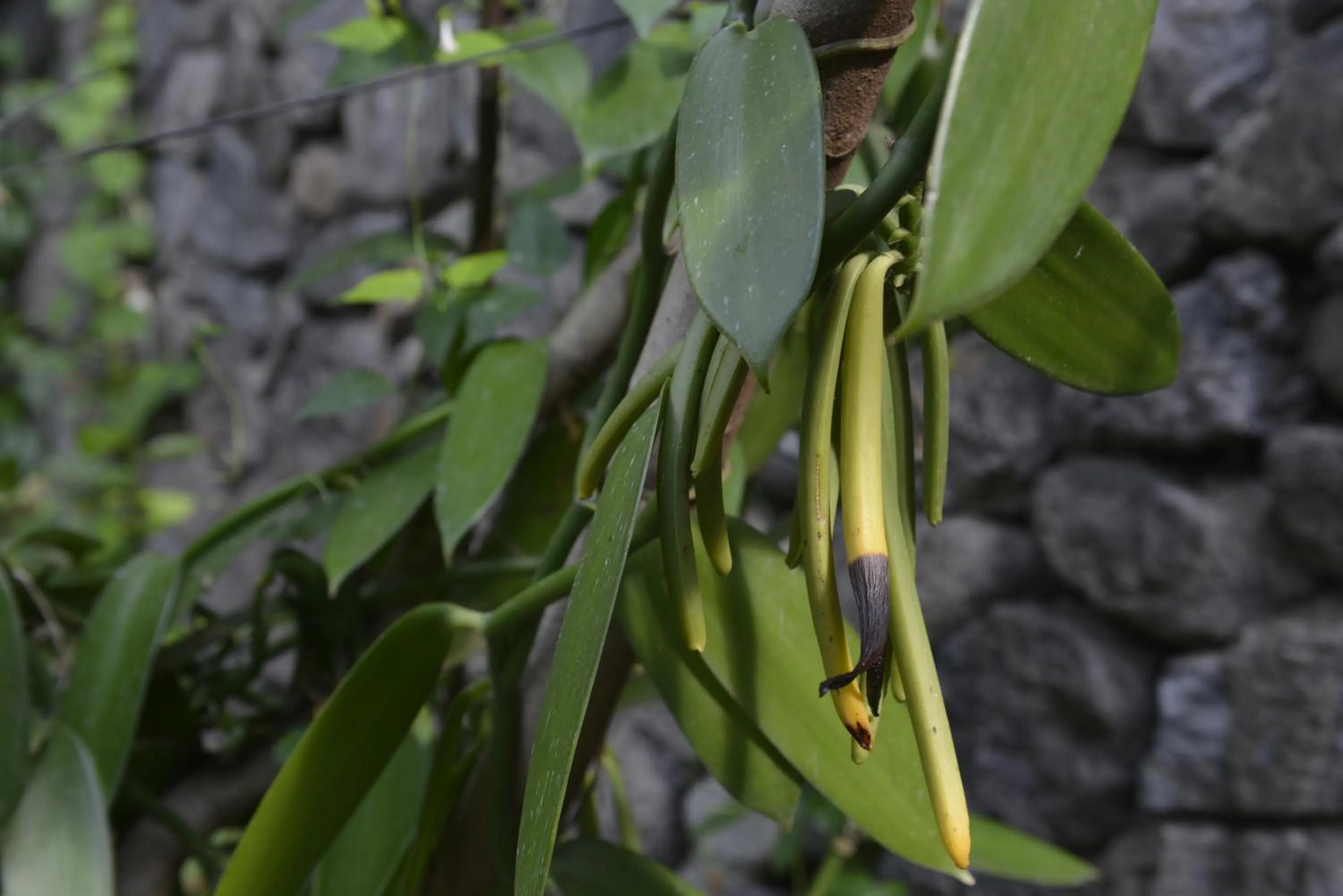 Garden in Villa Des Remparts