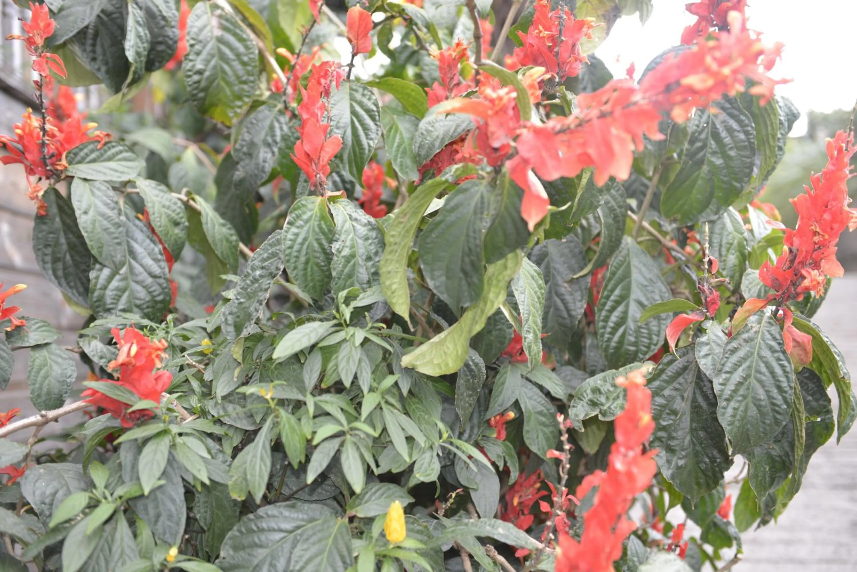 Garden in Villa Des Remparts