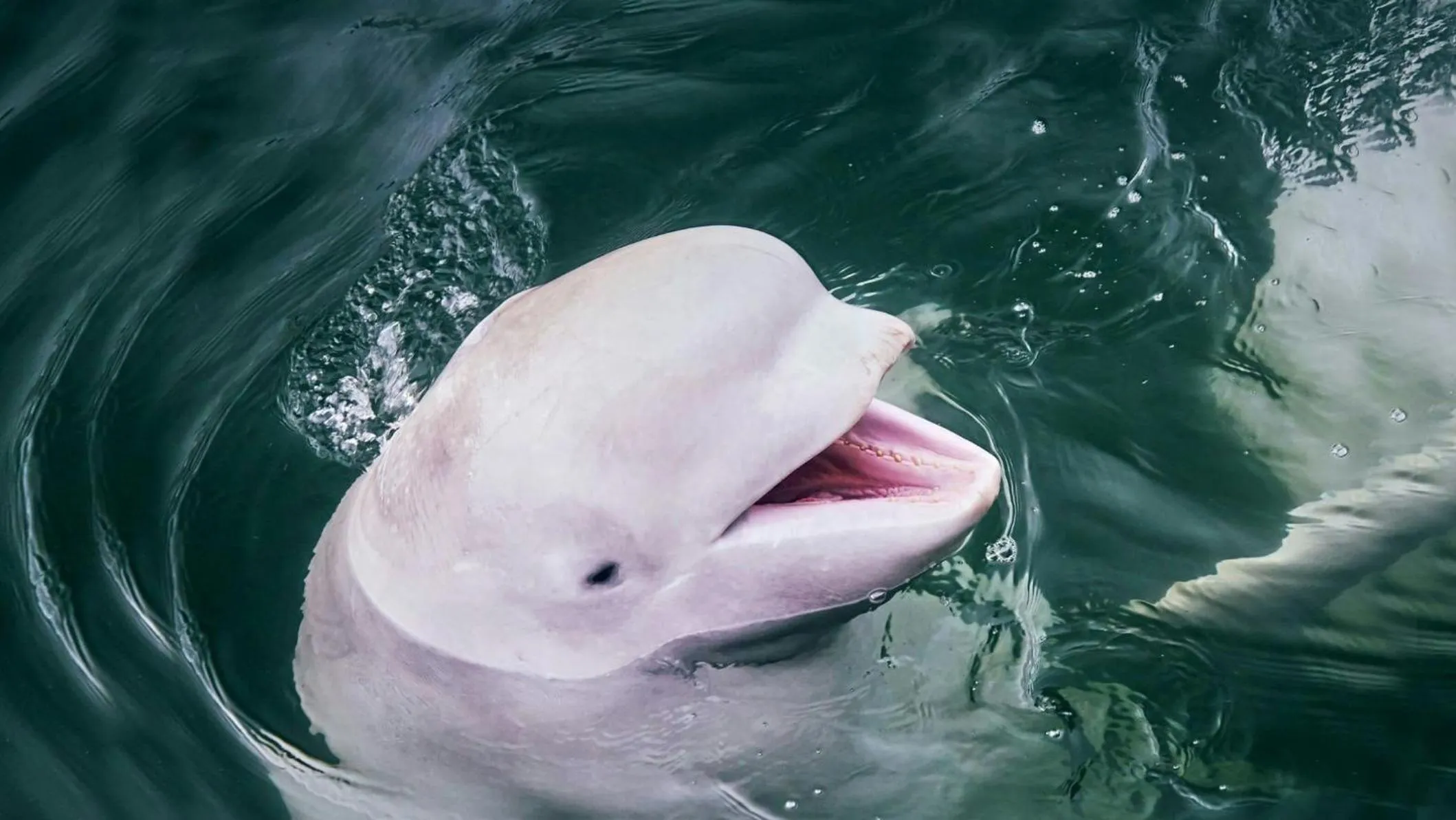 Nearby landmark in Hotel Vestmannaeyjar