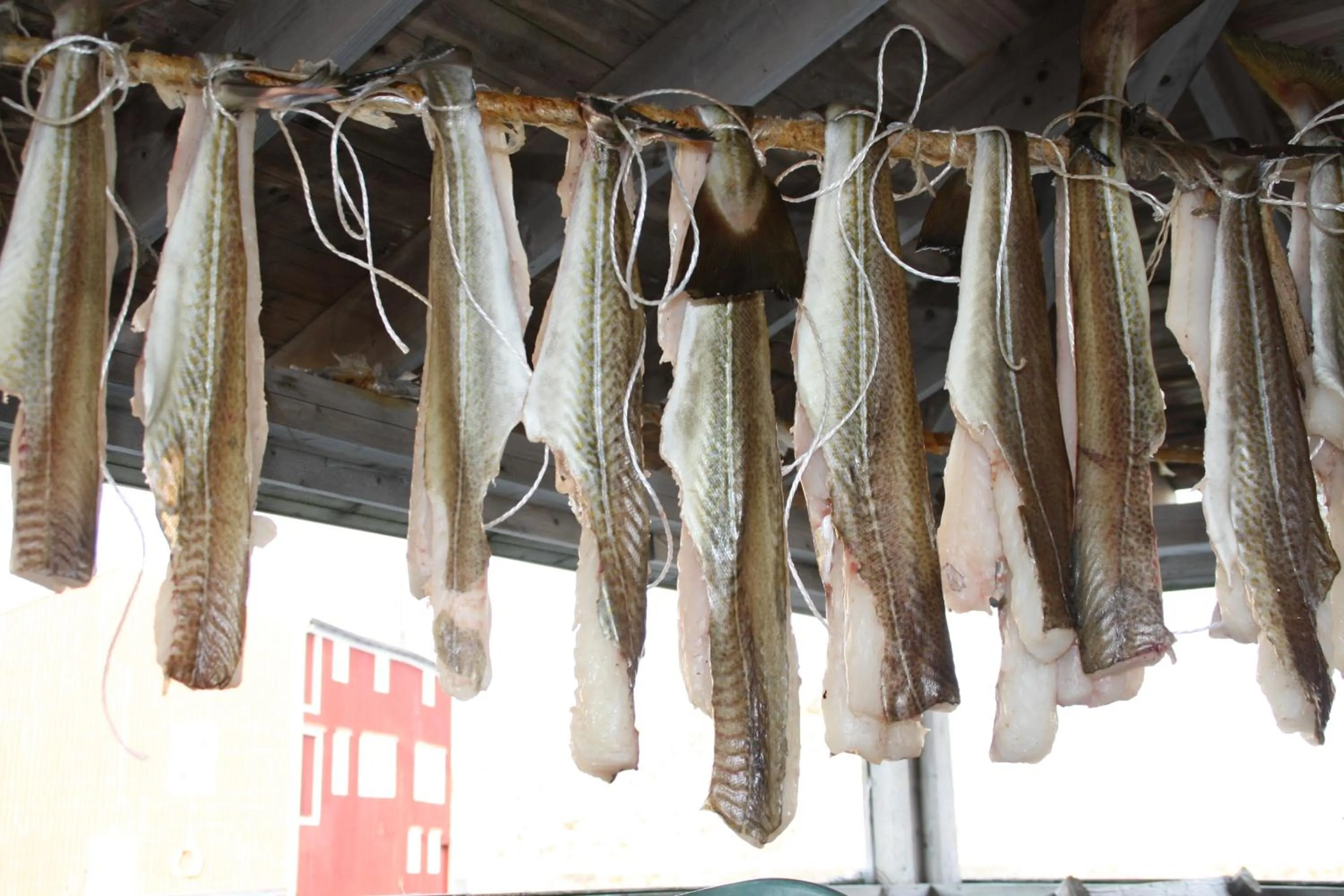 Food in Holmvik Brygge Nyksund