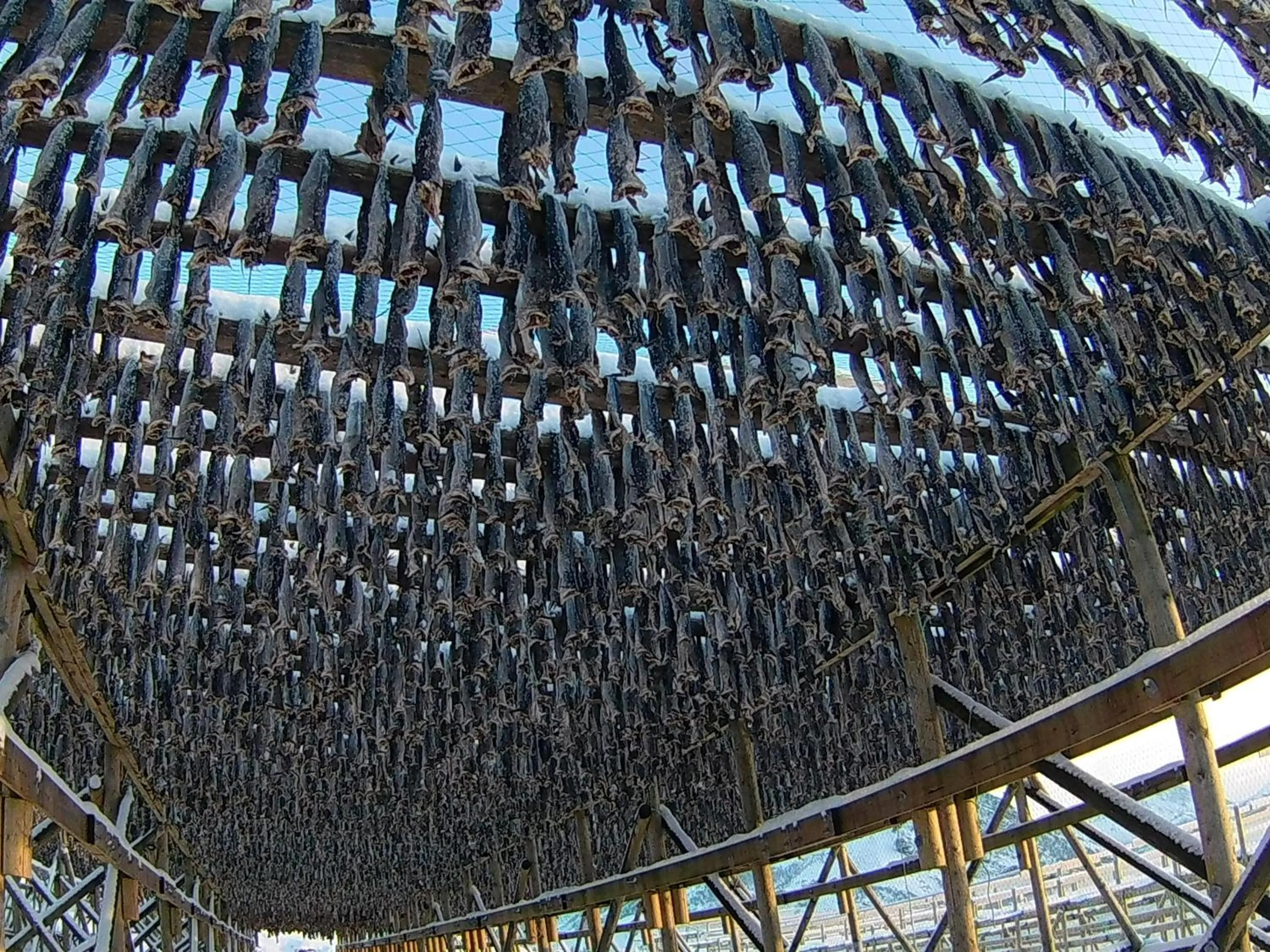 Food in Holmvik Brygge Nyksund