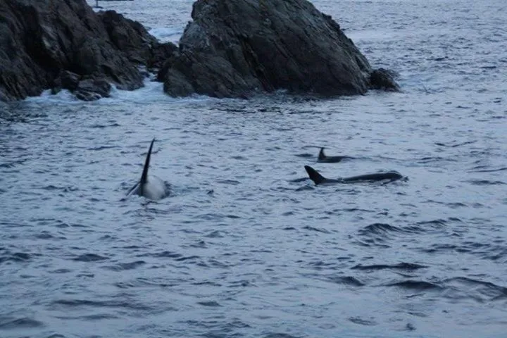 Animals in Holmvik Brygge Nyksund