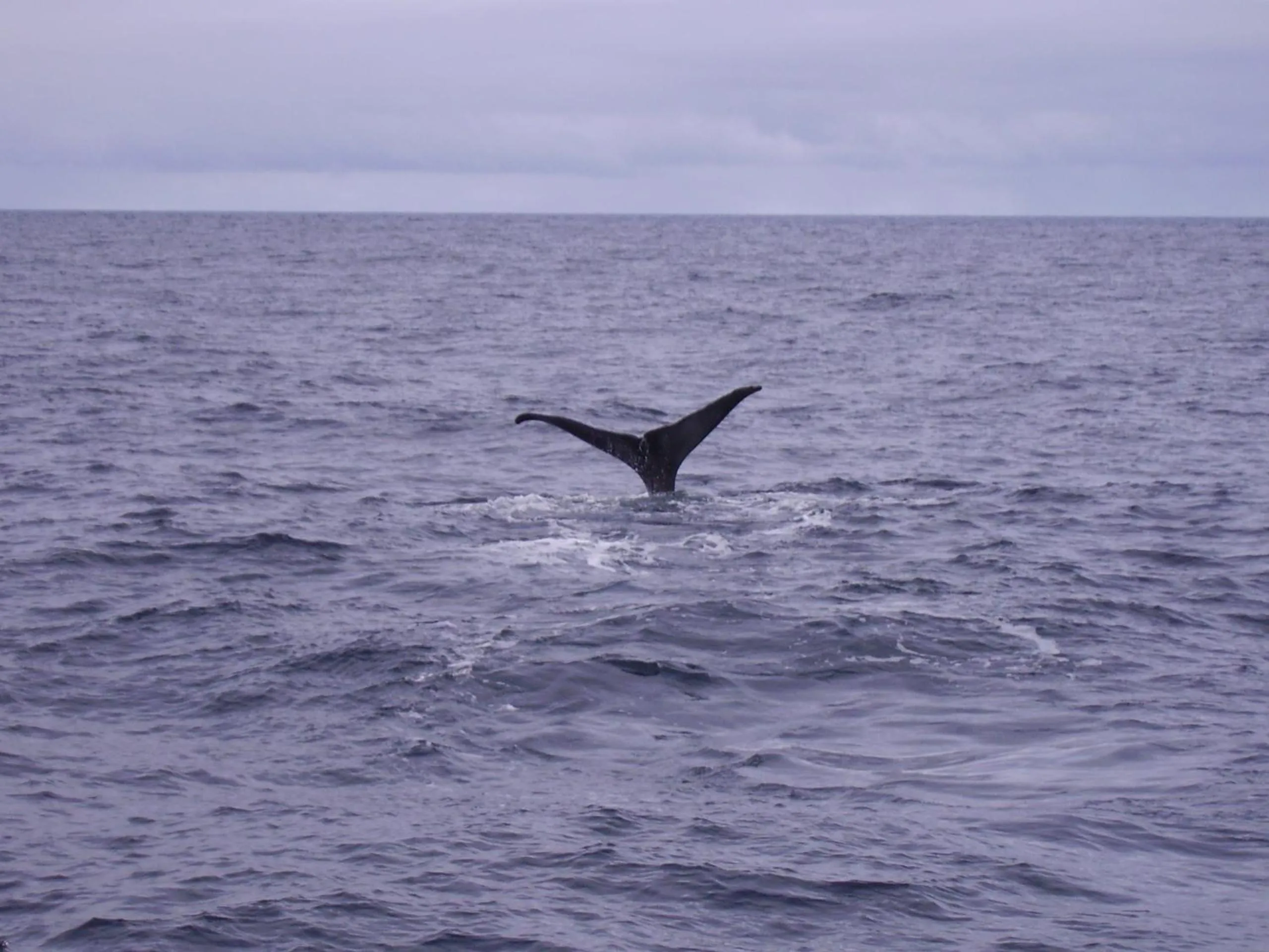 Natural landscape in Holmvik Brygge Nyksund
