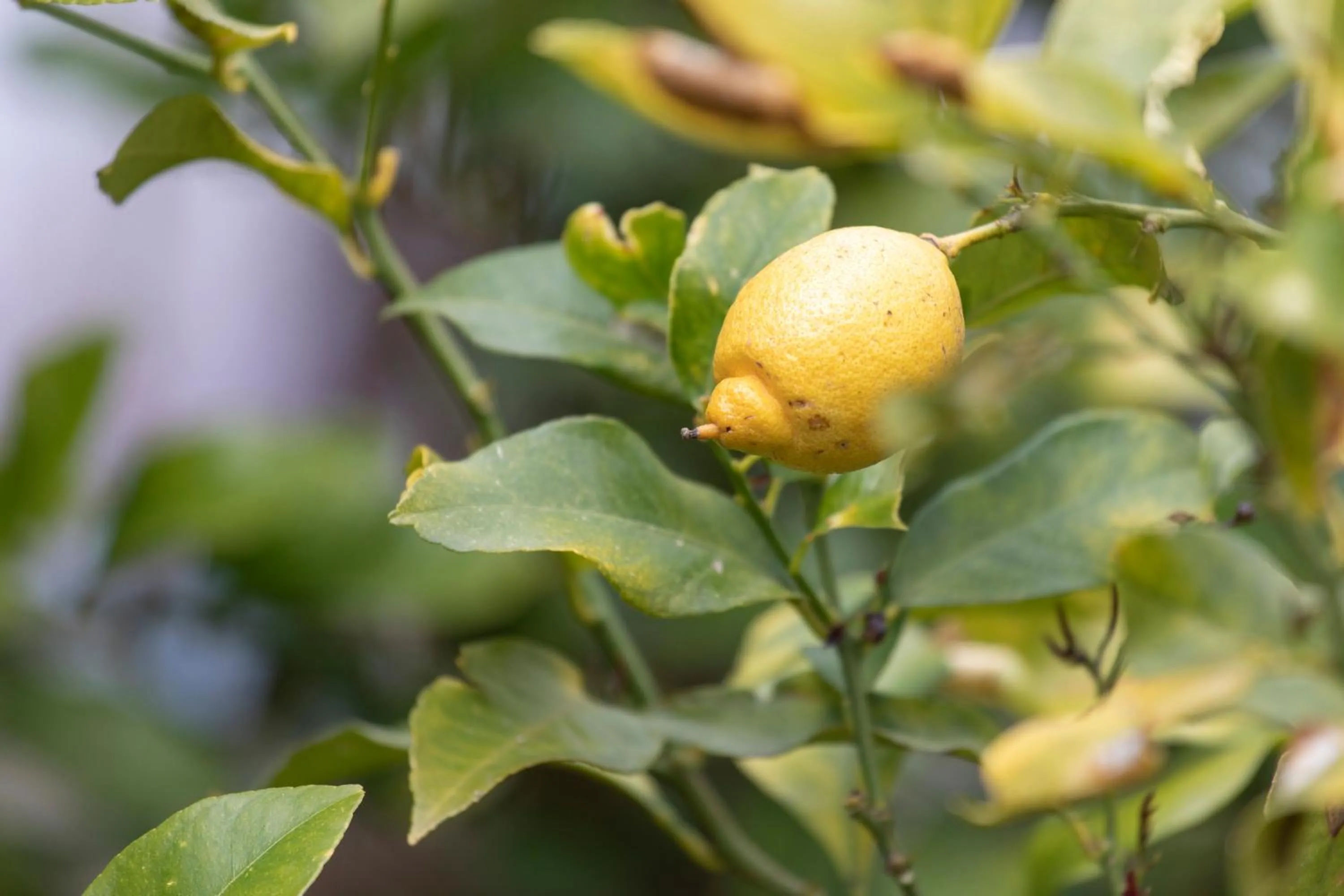 Property building in Fattoria Il Laghetto