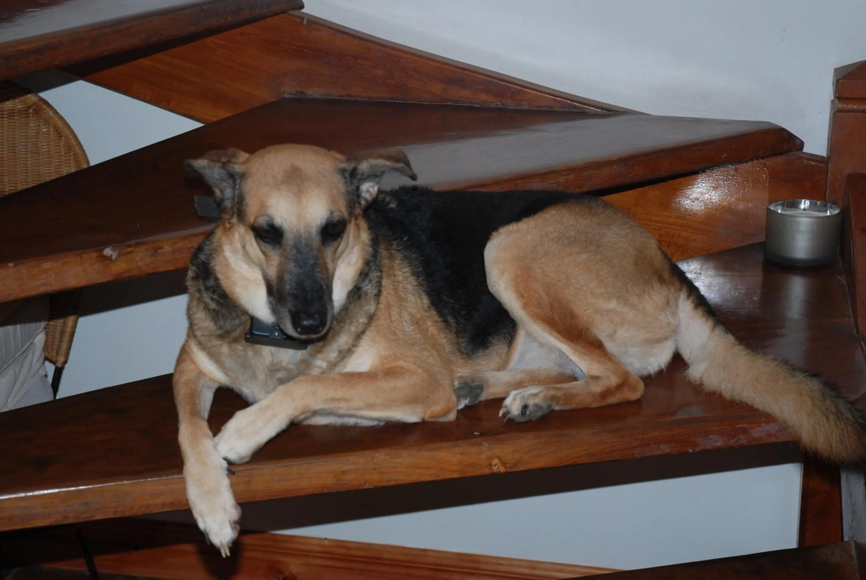 Animals in Beso del Viento (Adults Only)