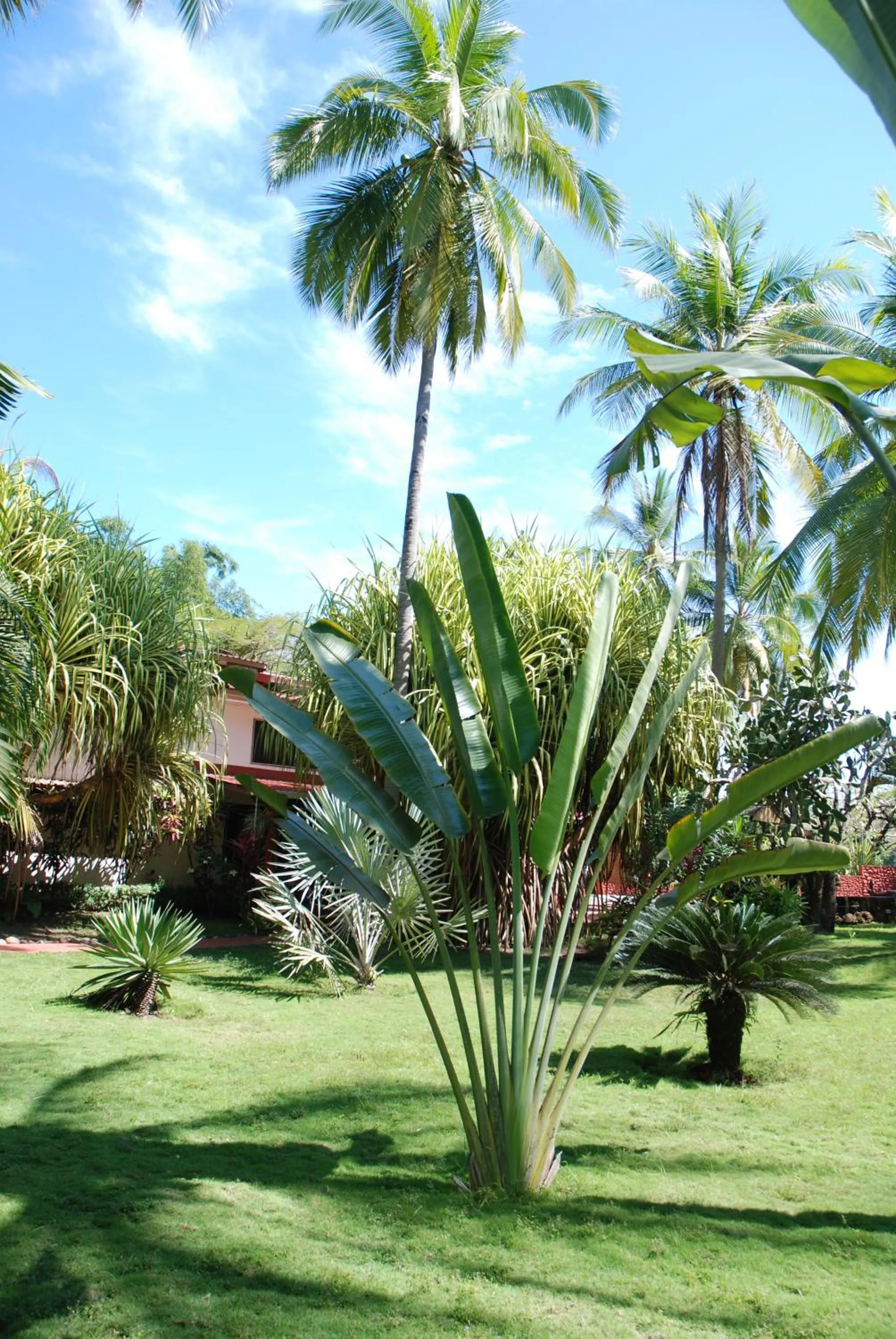 Garden in Beso del Viento (Adults Only)