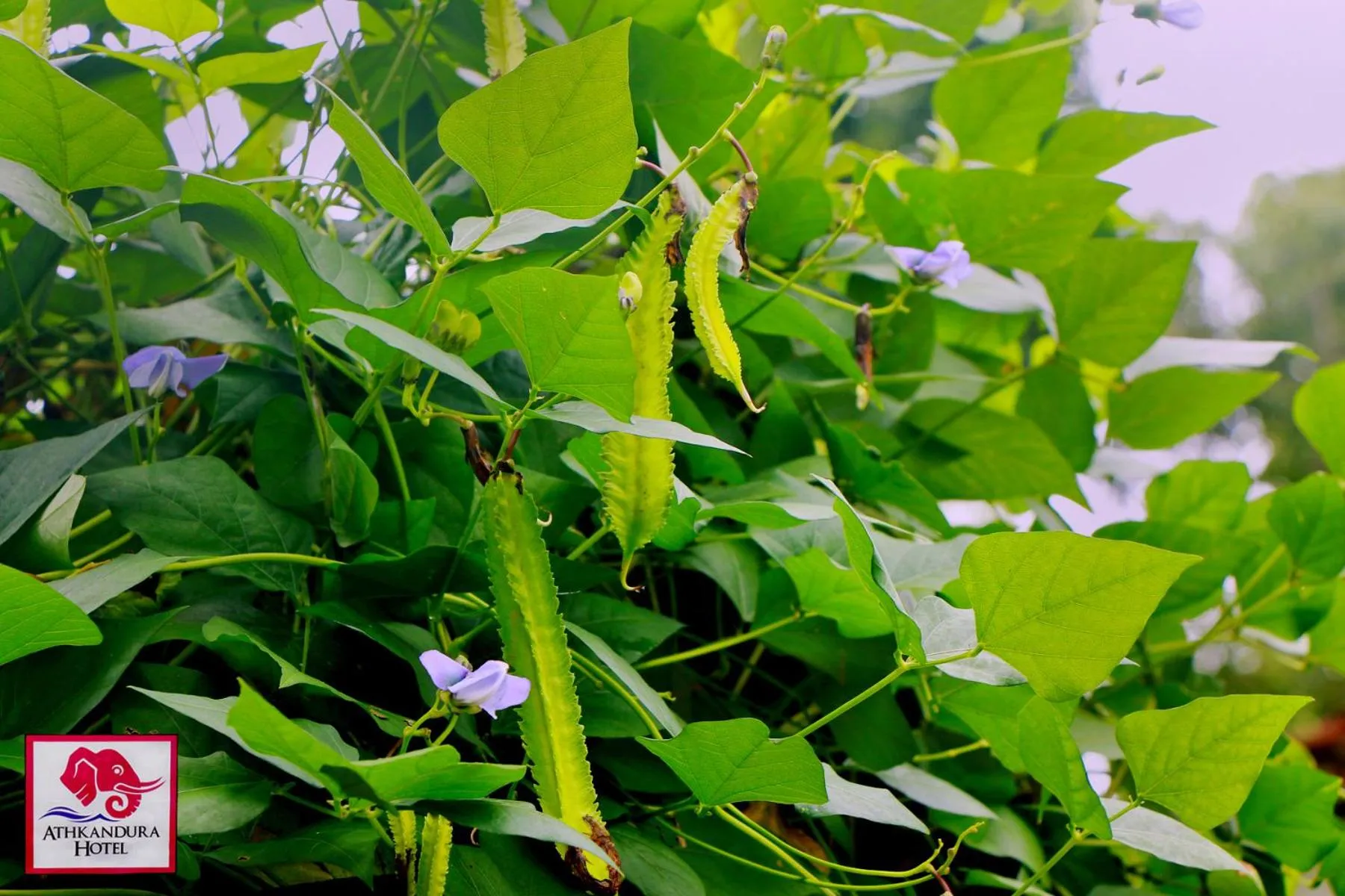 Garden in Athkandura Hotel