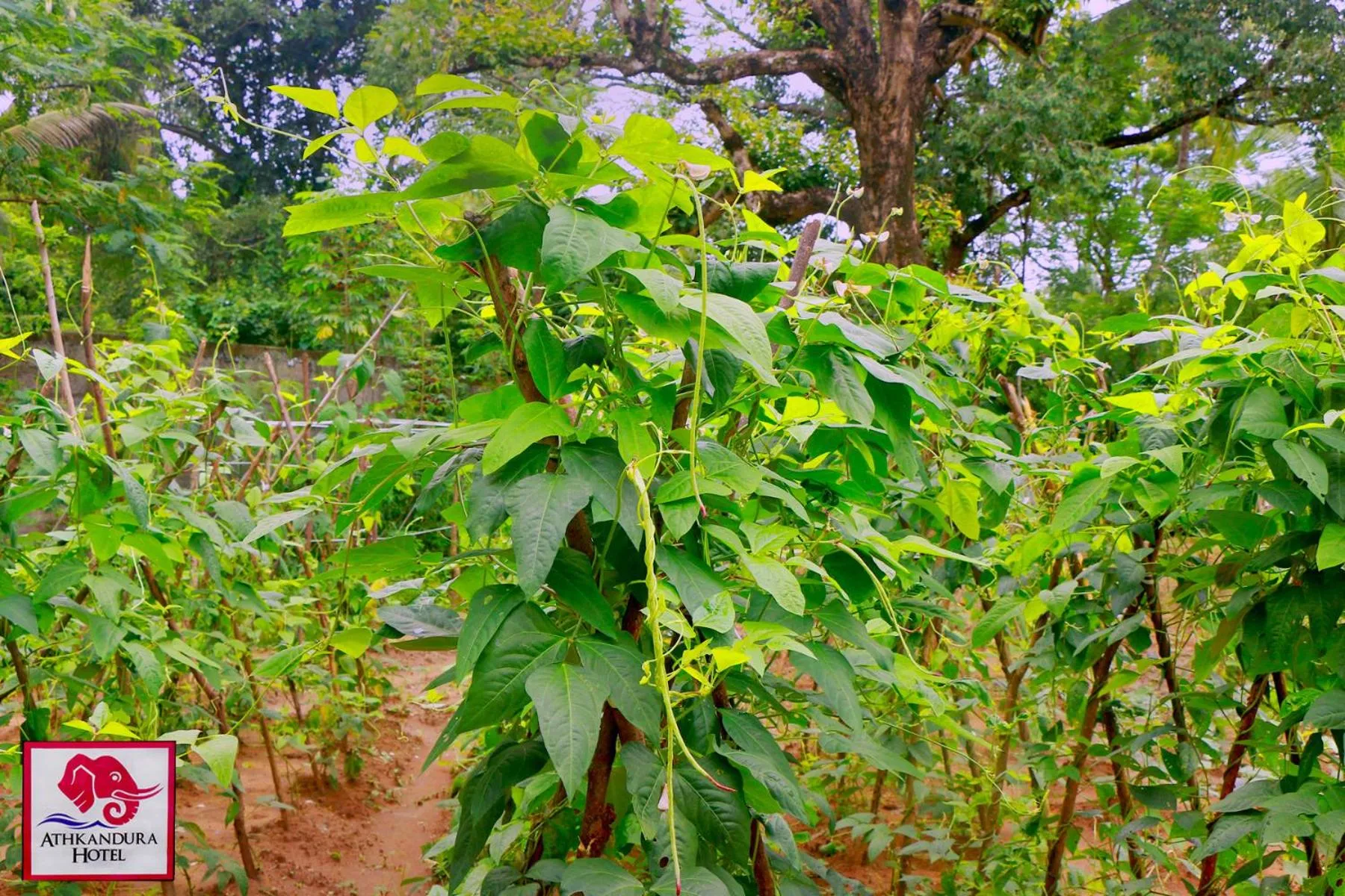 Garden in Athkandura Hotel