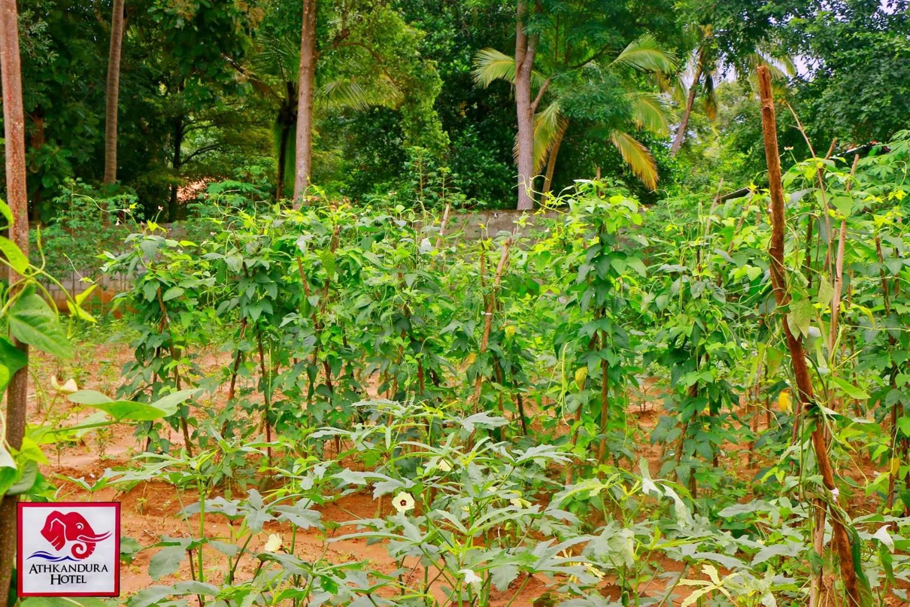 Garden in Athkandura Hotel