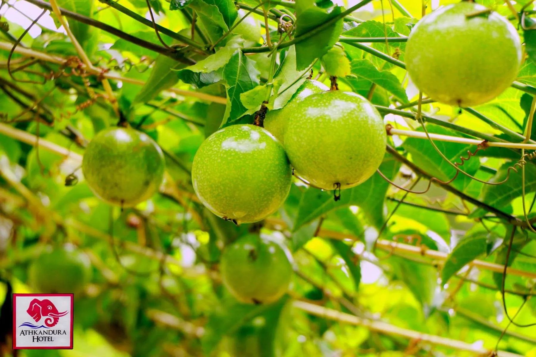 Garden in Athkandura Hotel
