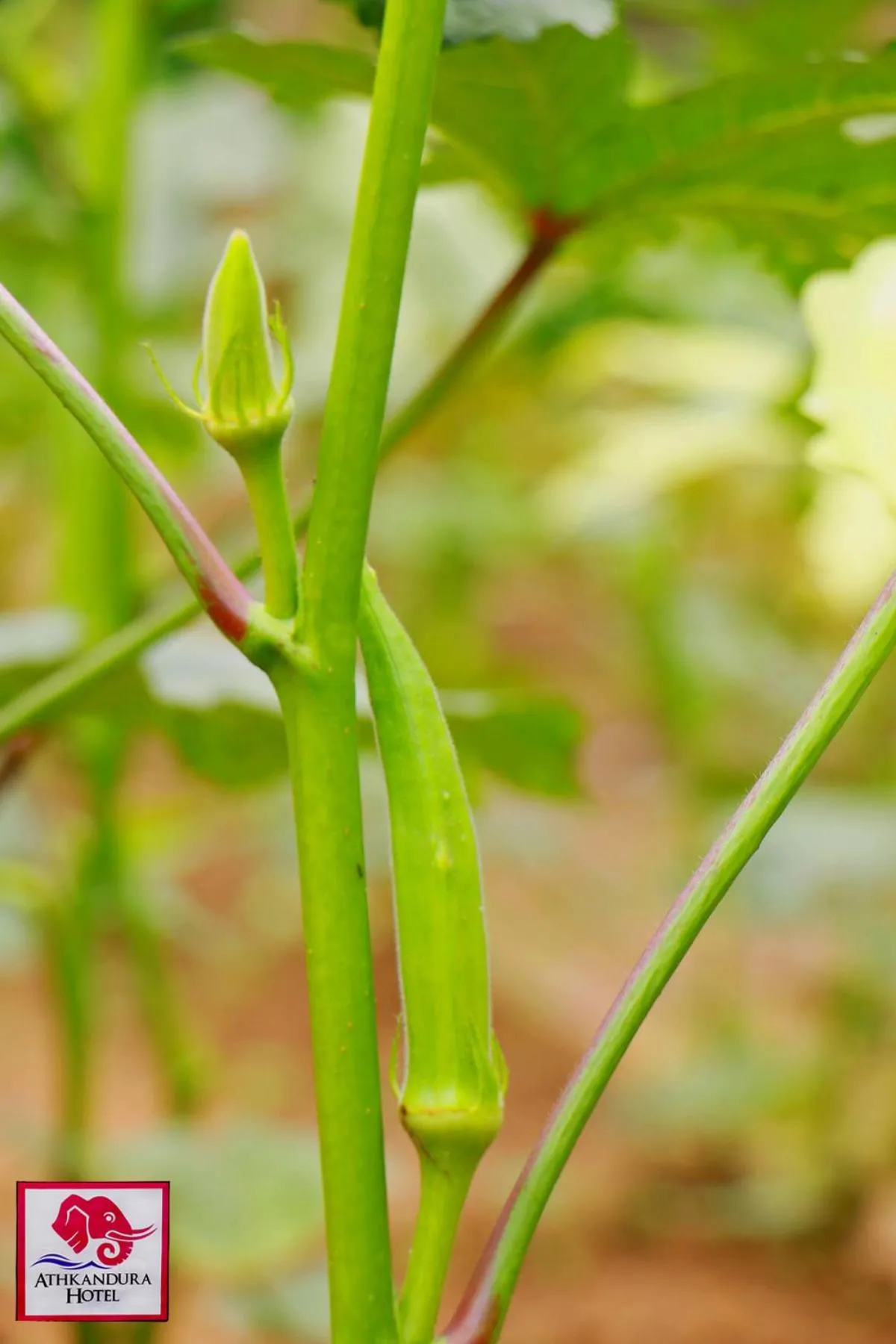 Garden in Athkandura Hotel