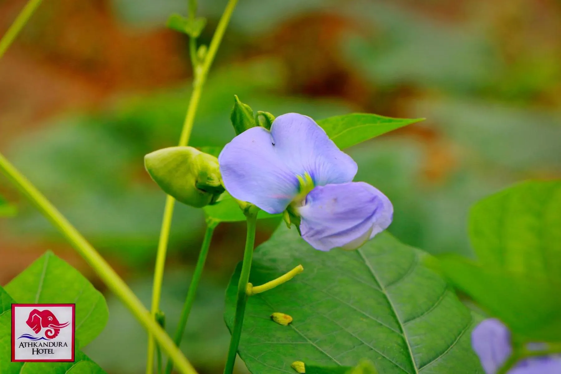 Food in Athkandura Hotel