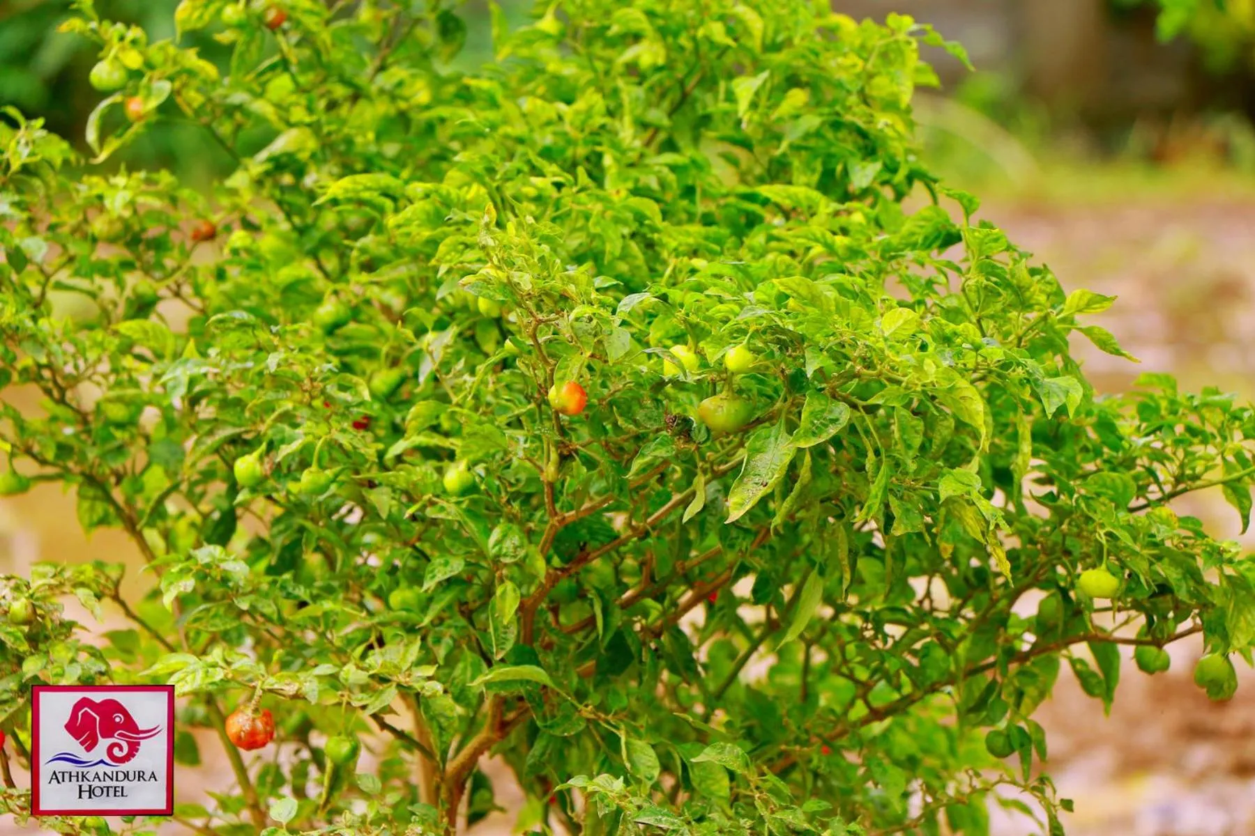 Garden in Athkandura Hotel