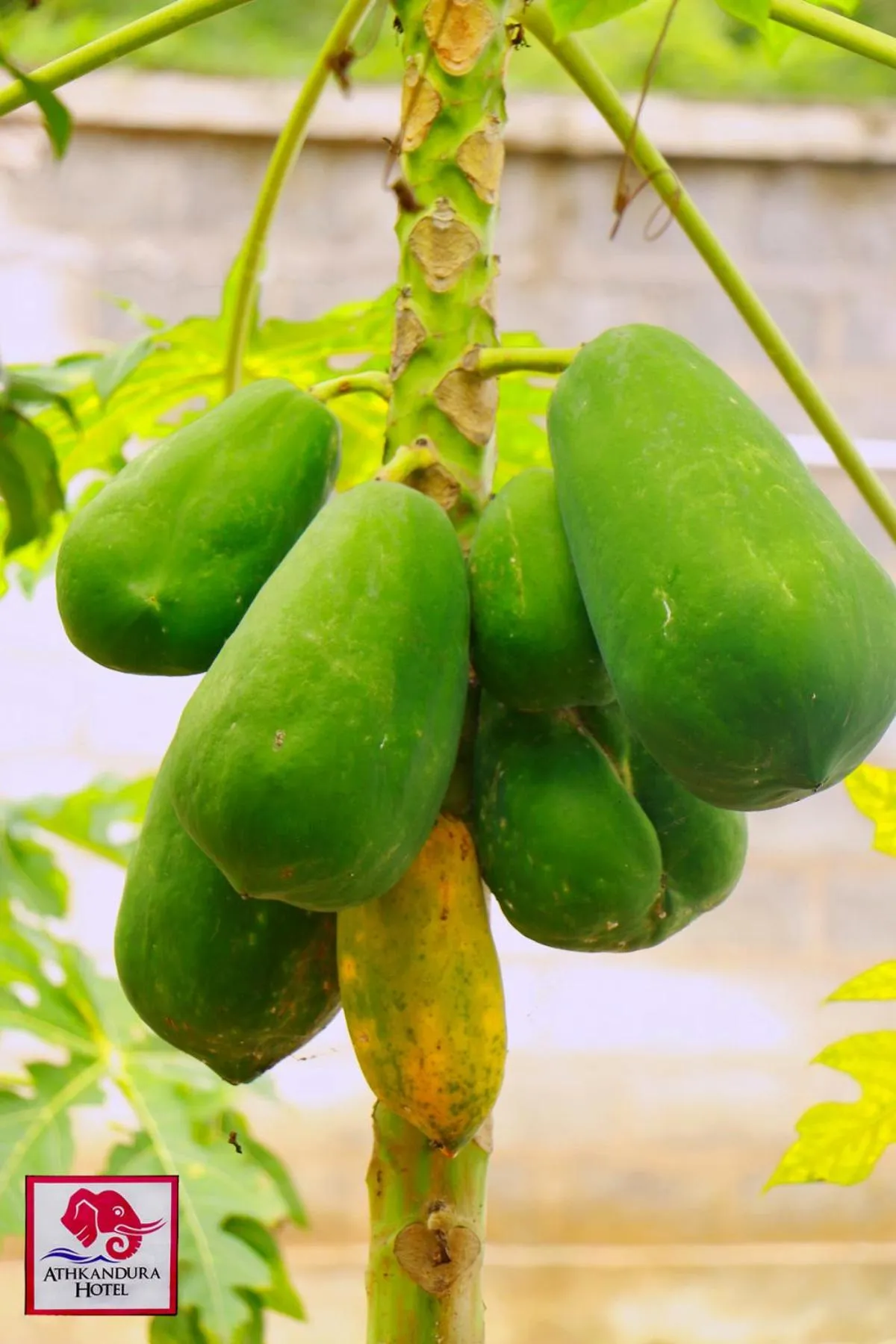 Garden in Athkandura Hotel