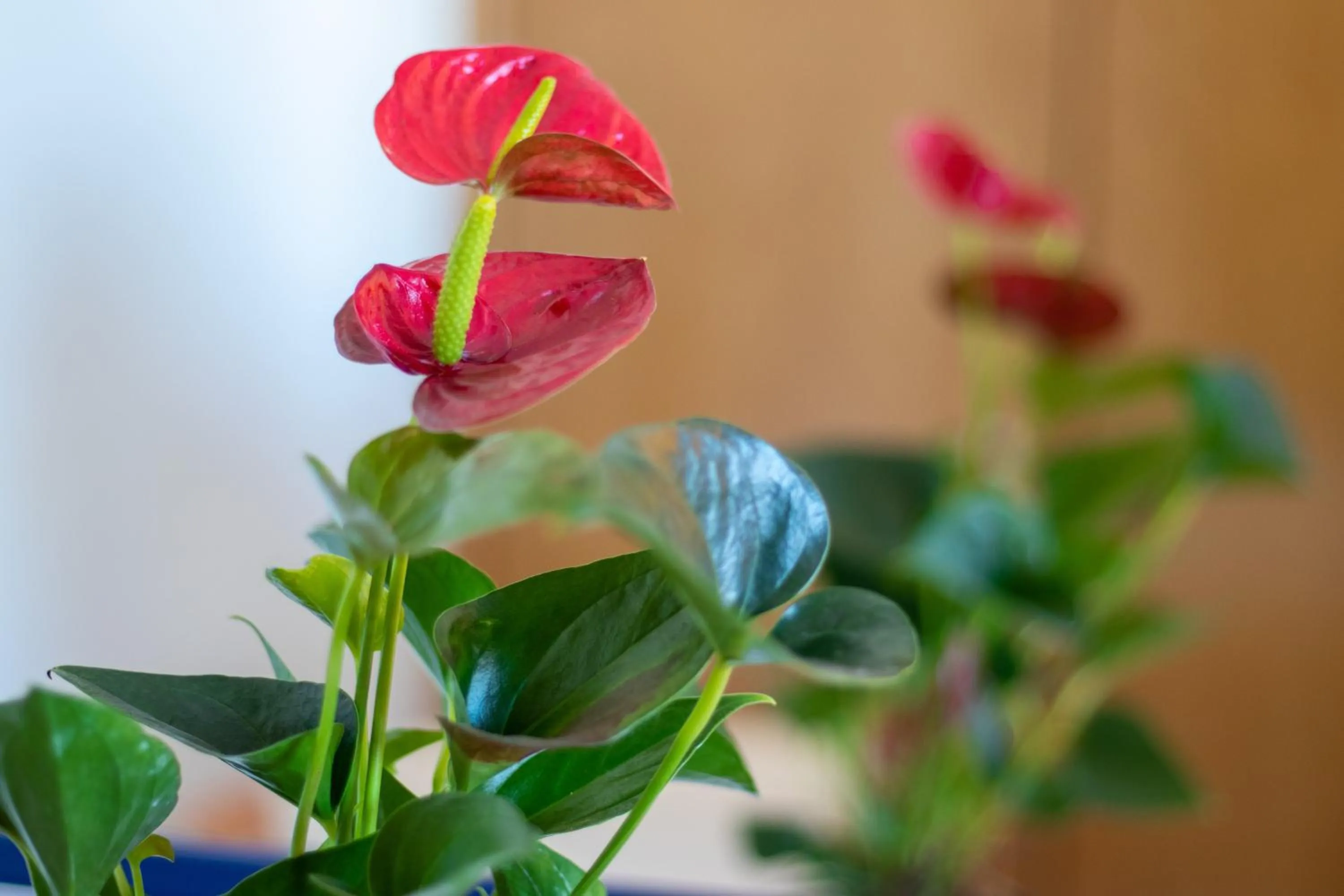 Decorative detail in Hotel Maritur - Adults Only