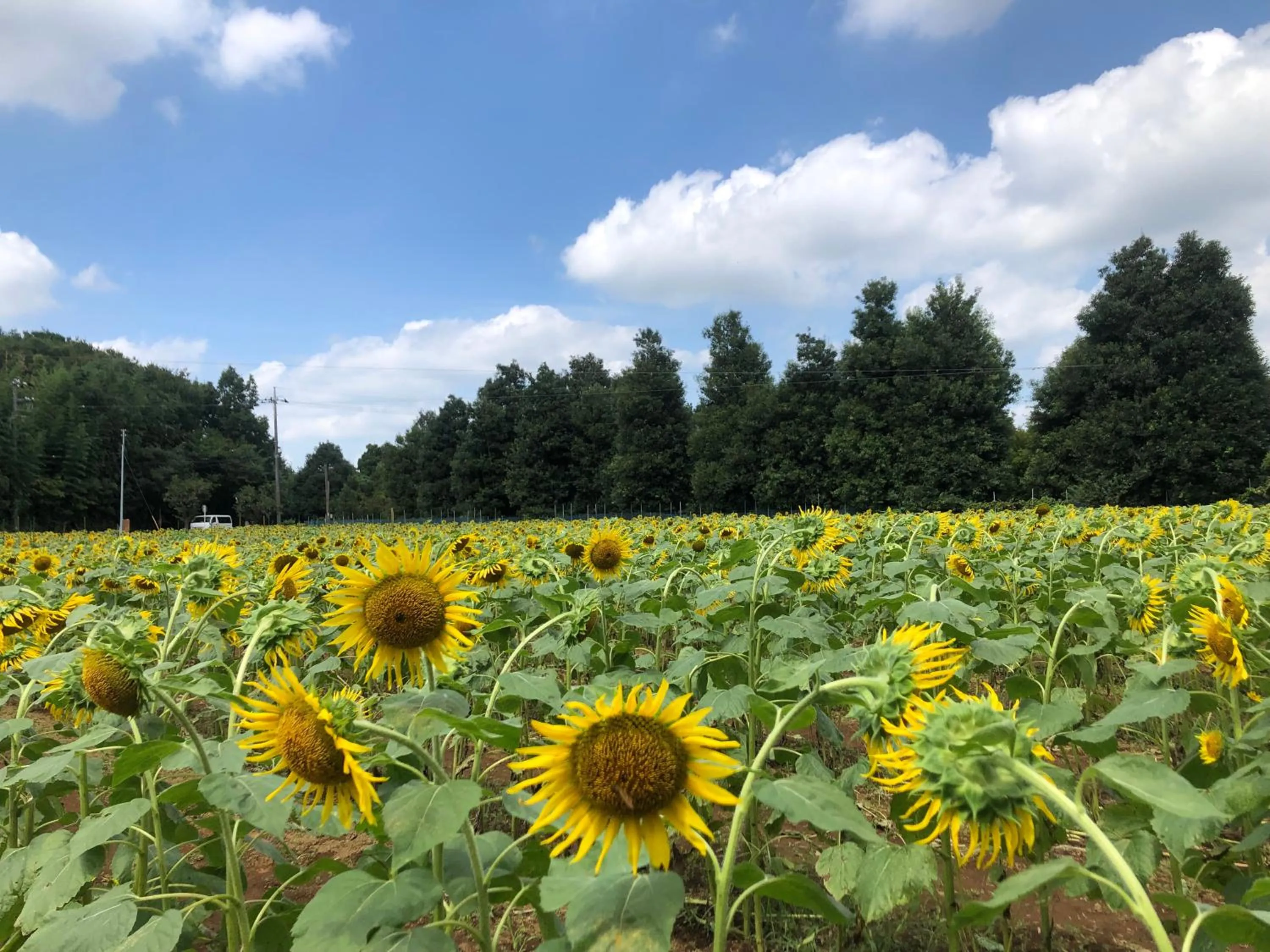 Nearby landmark in Vessel Inn Yachiyo Katsudai Station