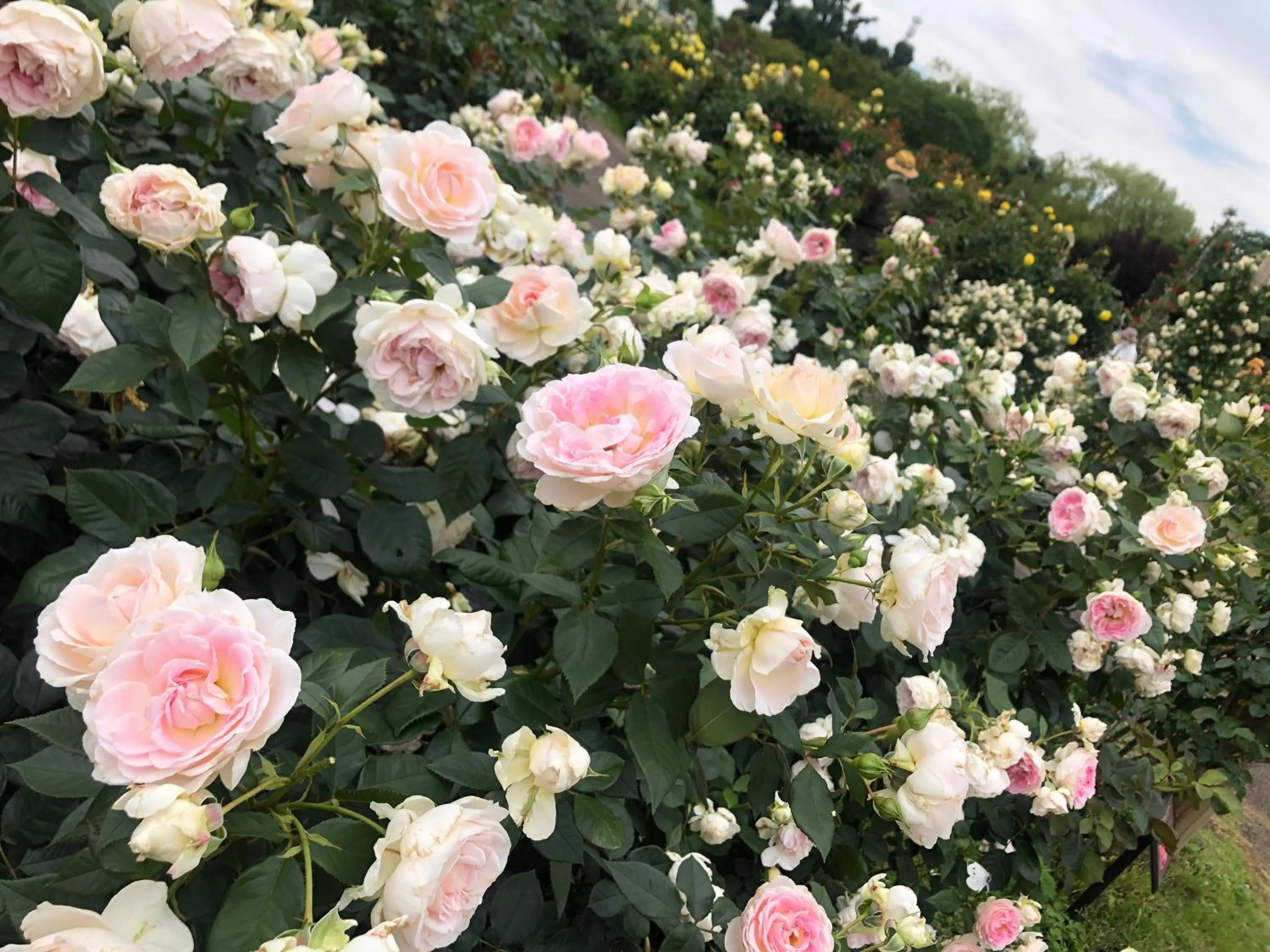Nearby landmark in Vessel Inn Yachiyo Katsudai Station