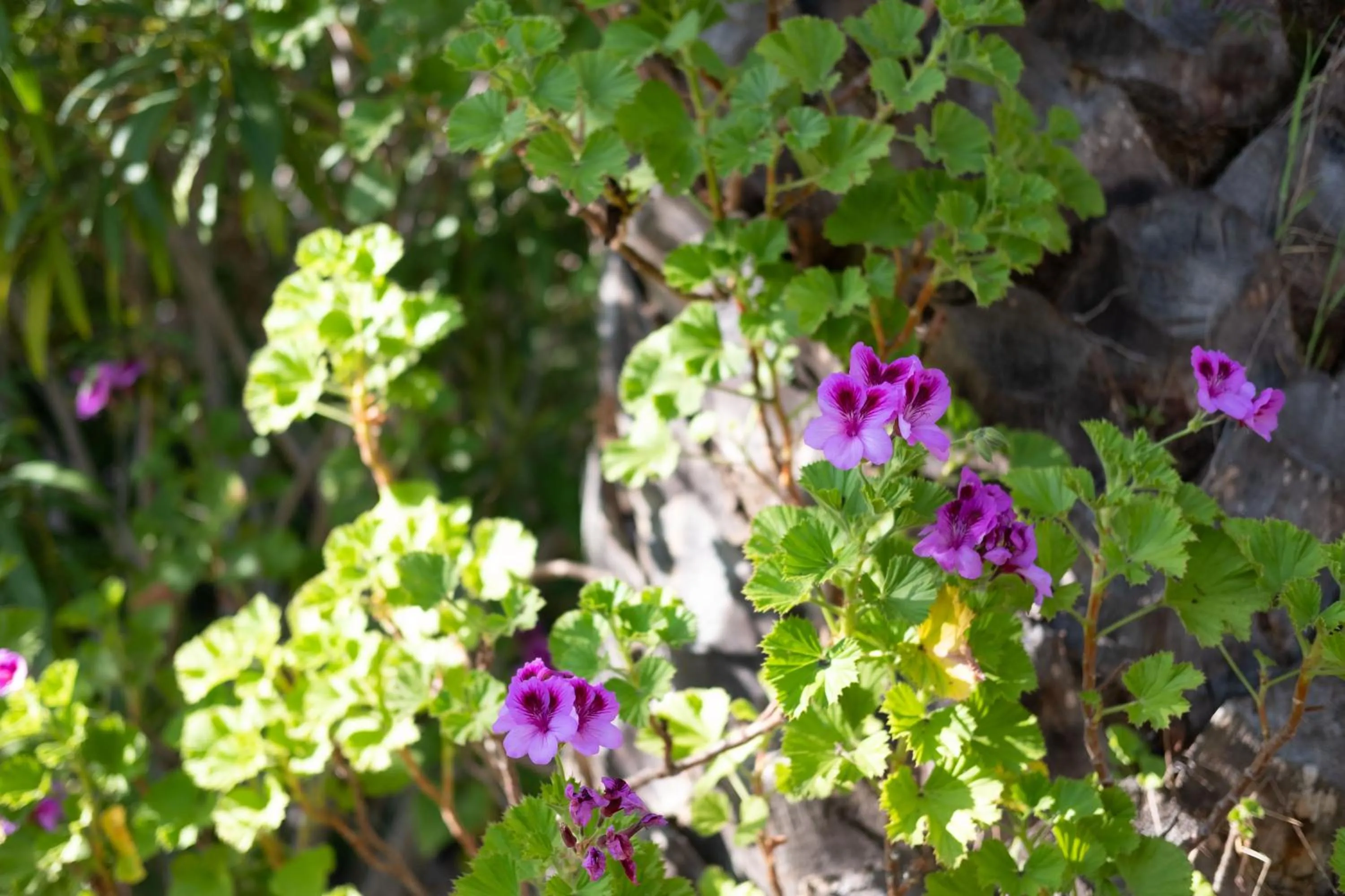 Garden in Quinta do Mar - Country & Sea Village