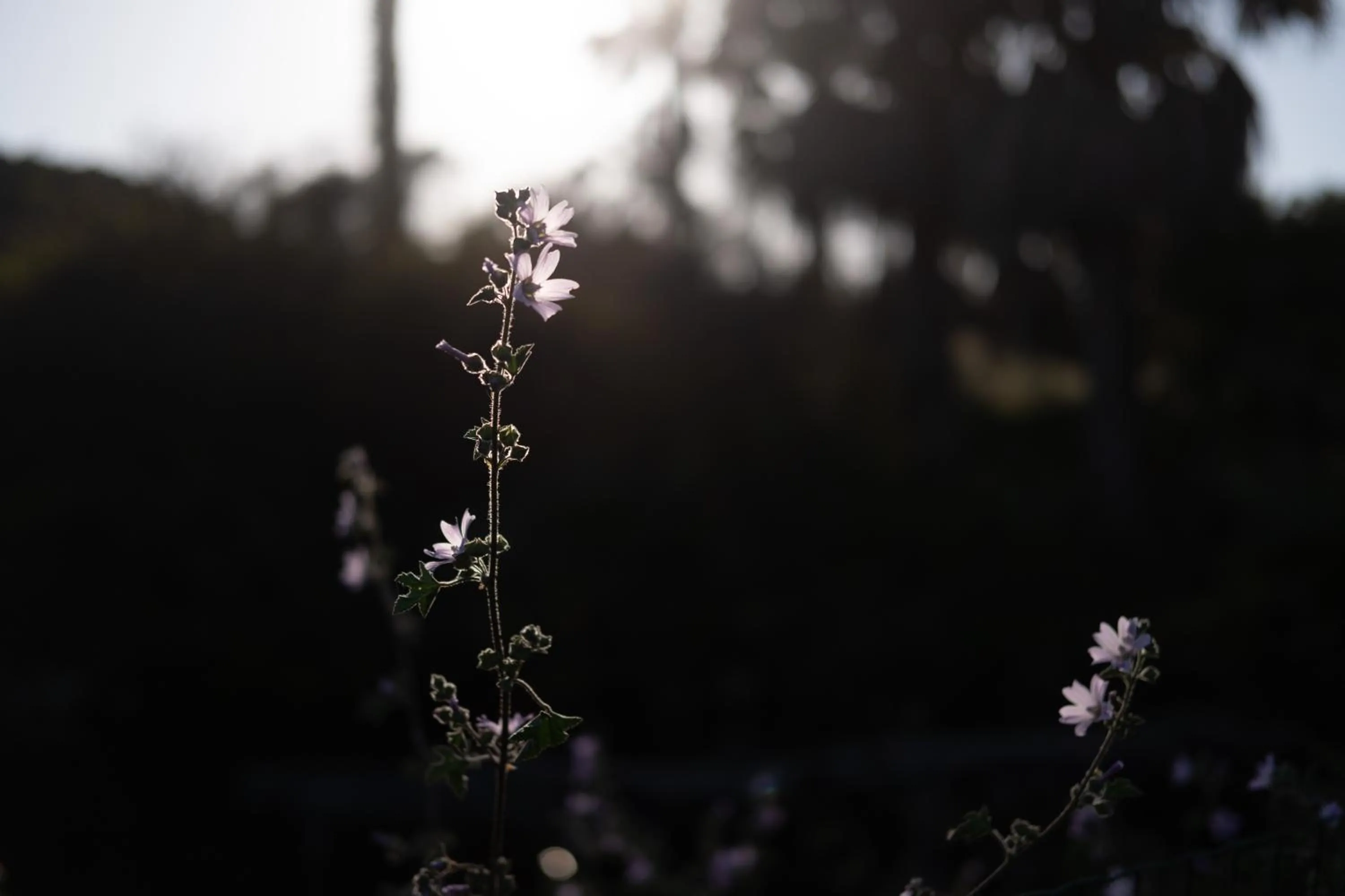 Garden in Quinta do Mar - Country & Sea Village